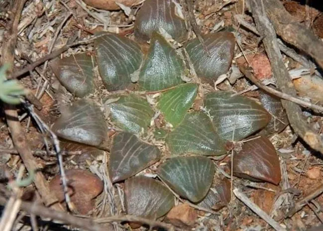 Haworthia Aphids: Identification, Damage, and Treatment