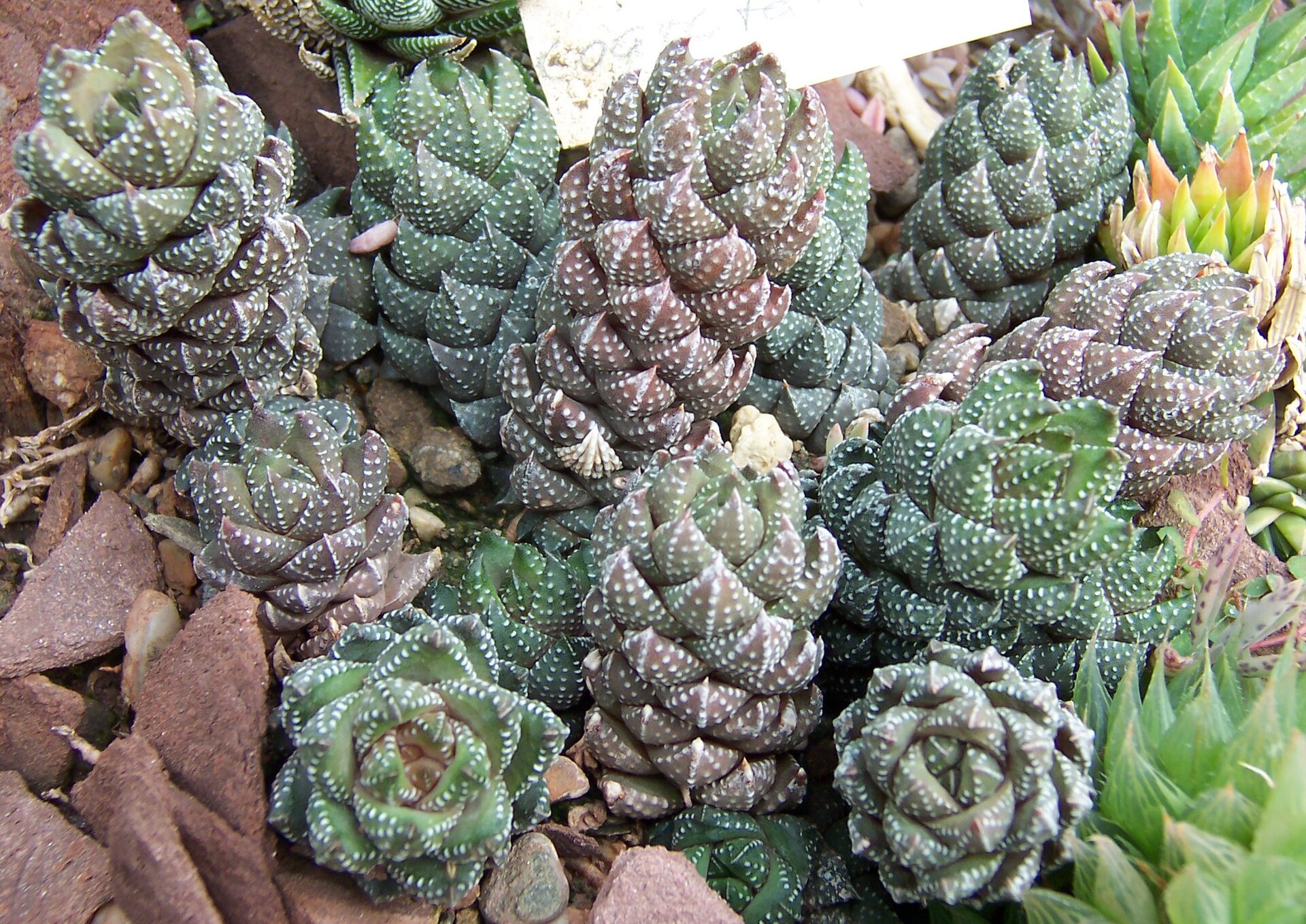 Haworthia cymbiformis: The Boat-Leaf Haworthia