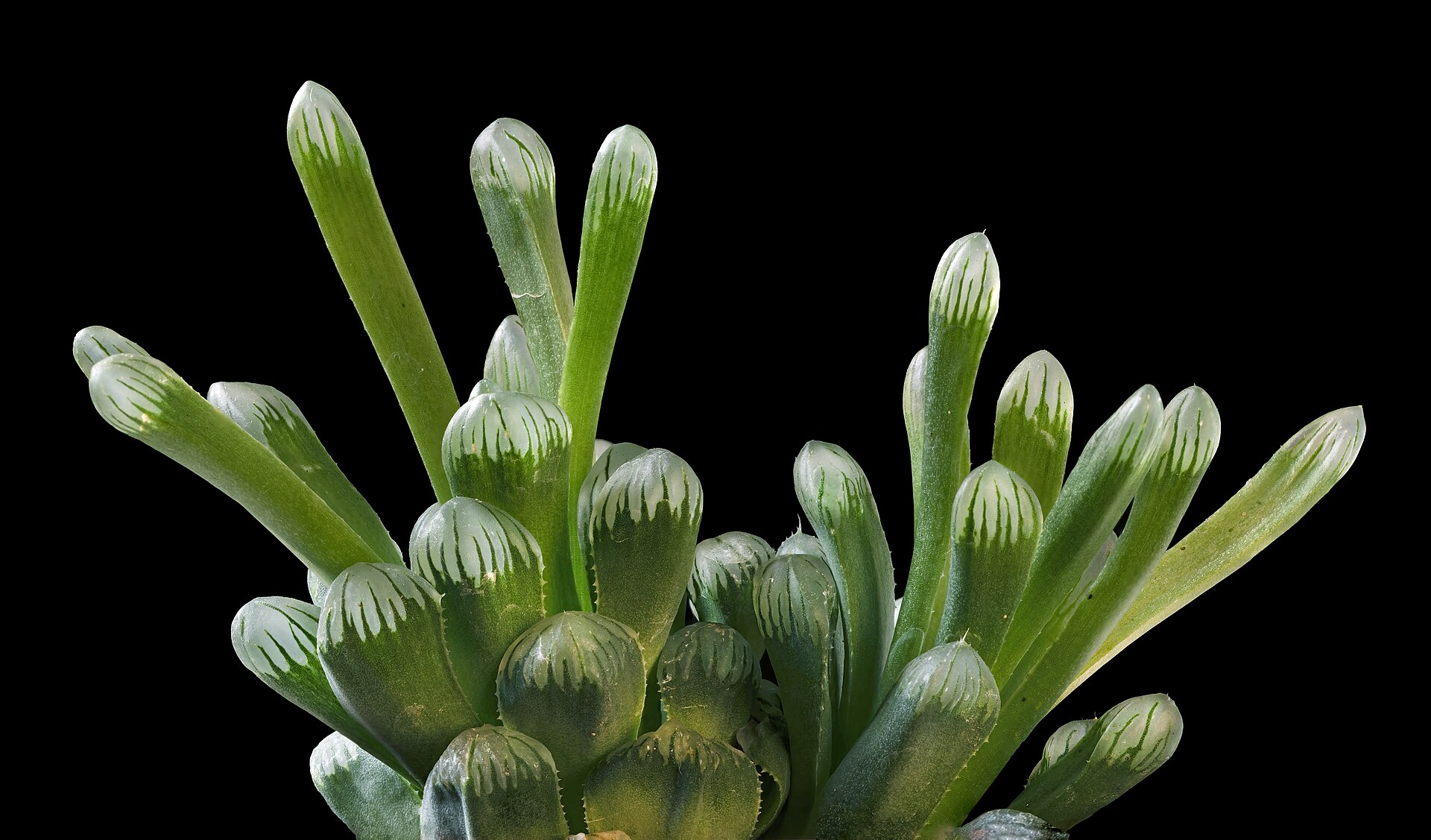 Haworthia pygmaea: The Pebble-Window Miniature