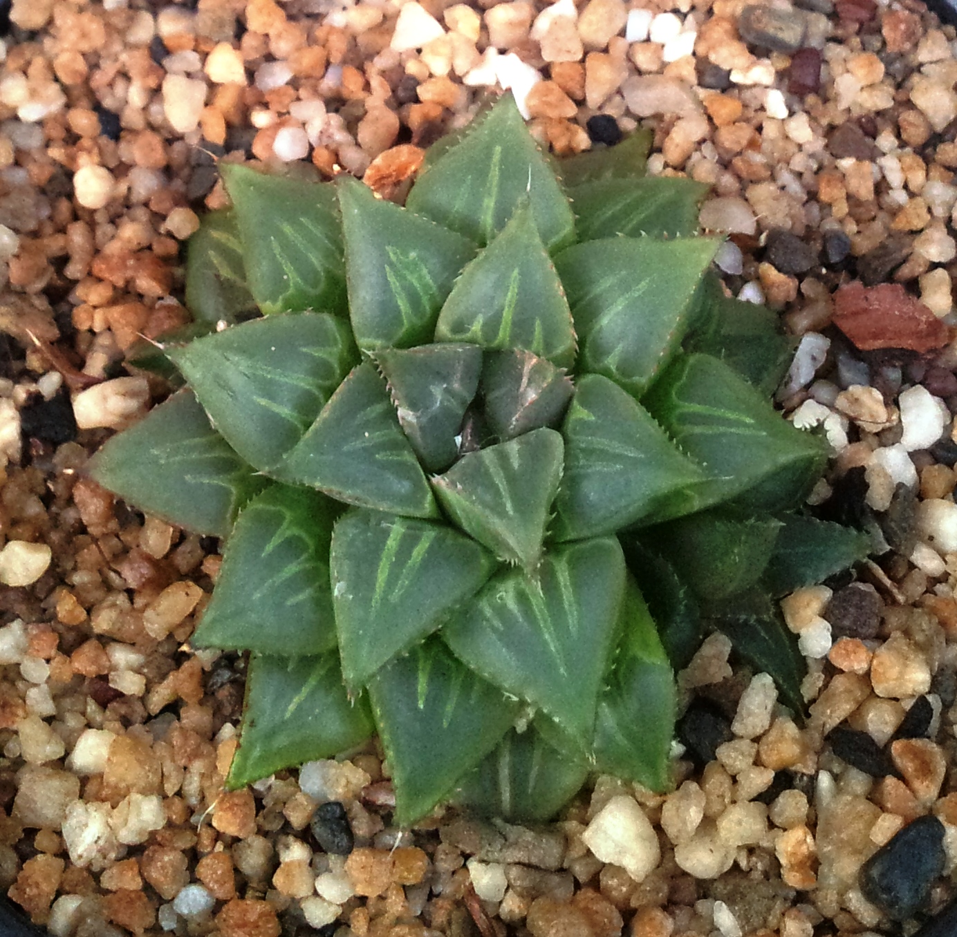 Haworthia emelyae: The Patterned-Window Haworthia