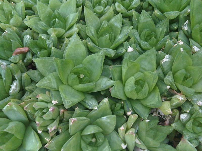 Haworthiopsis coarctata: The Columnar Haworthia
