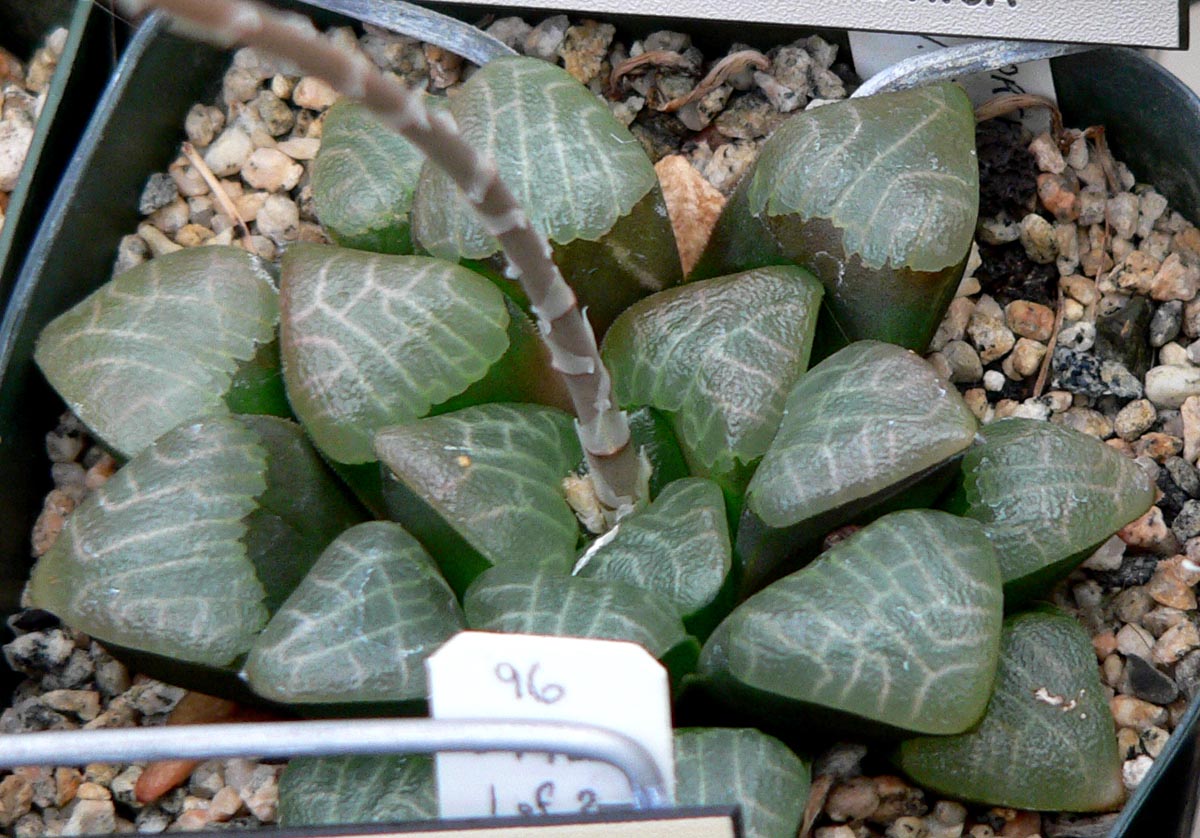 Haworthia retusa: The Star Window Haworthia