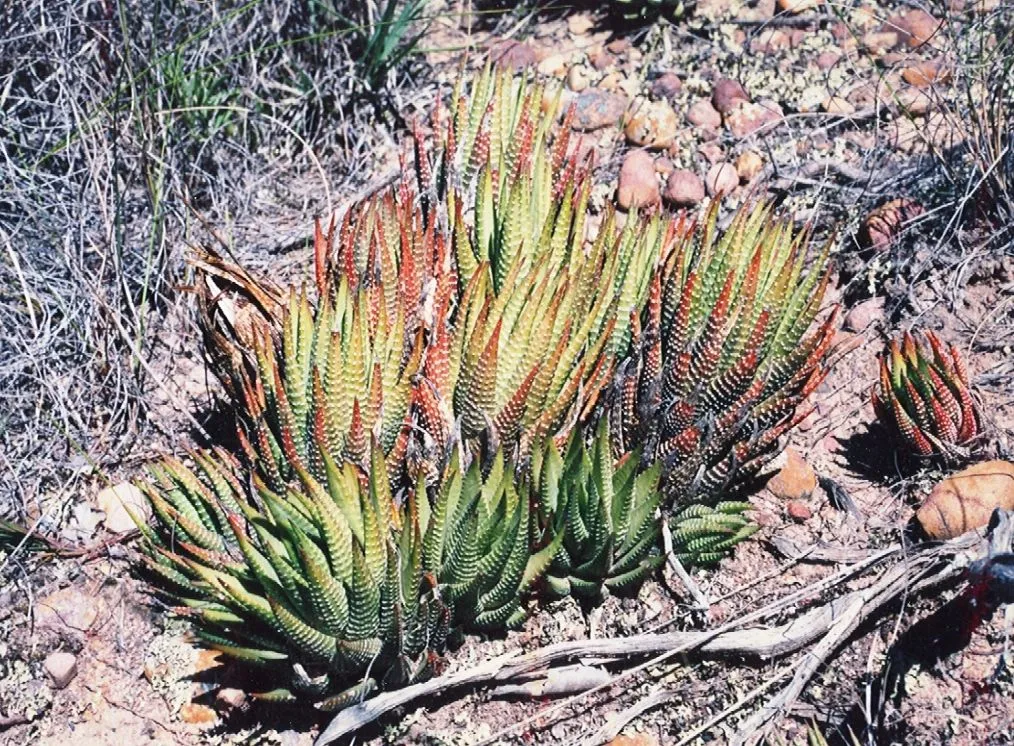 Haworthiopsis fasciata: The Zebra Plant