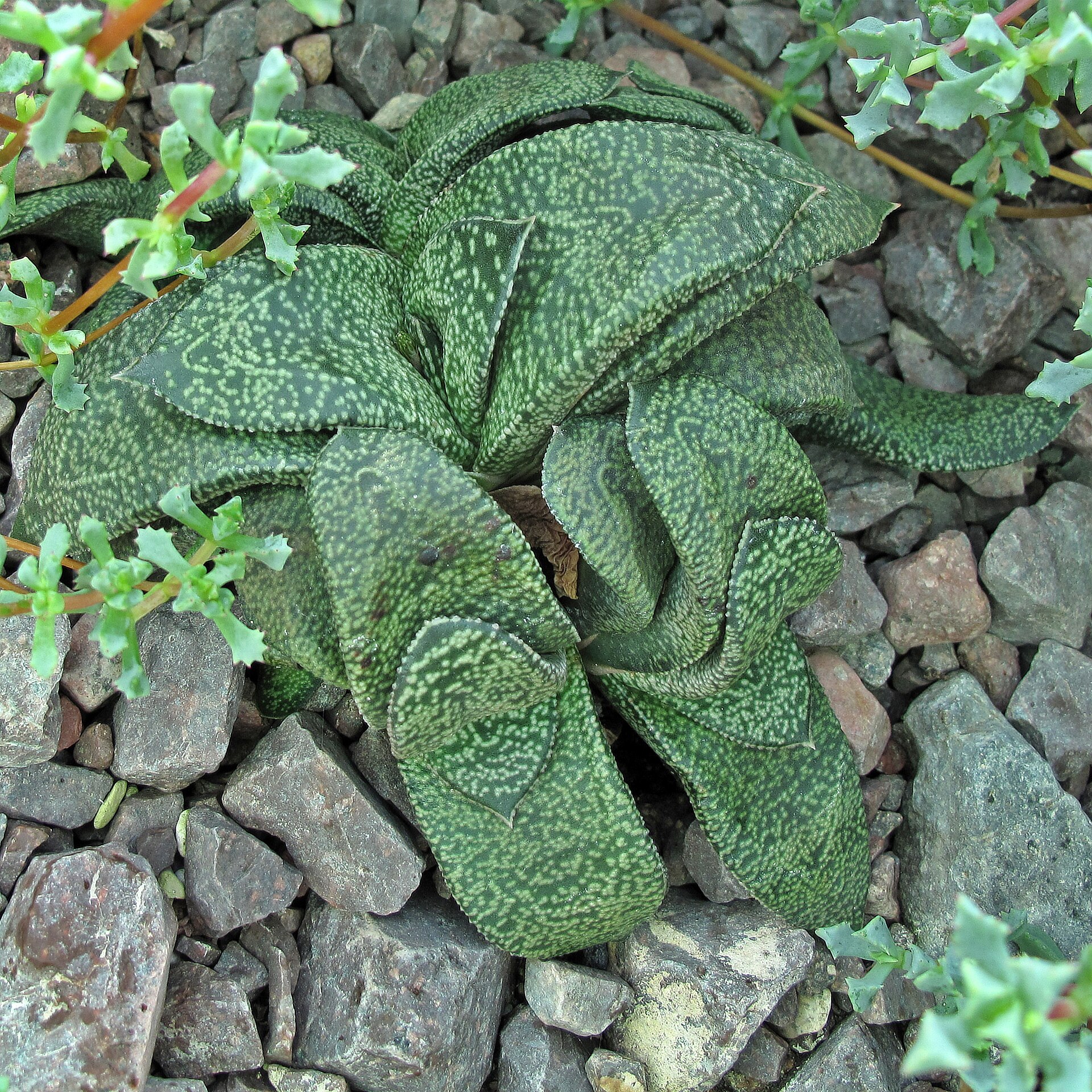 Tulista pumila: The Pearl Plant