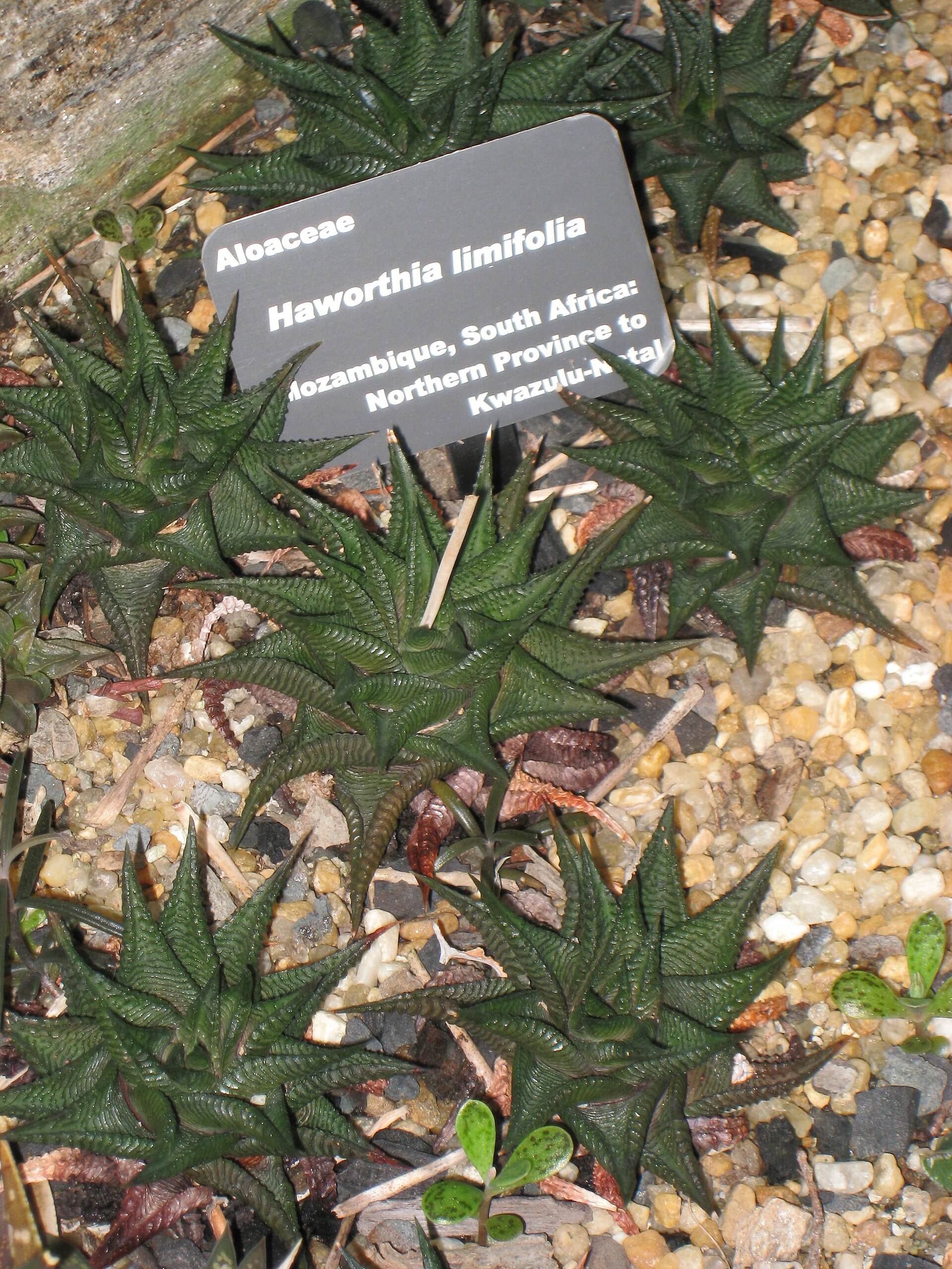 Haworthiopsis limifolia: The Fairy Washboard