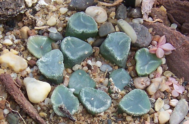 Haworthia Leaves Turning Transparent: Windows vs Warning Signs