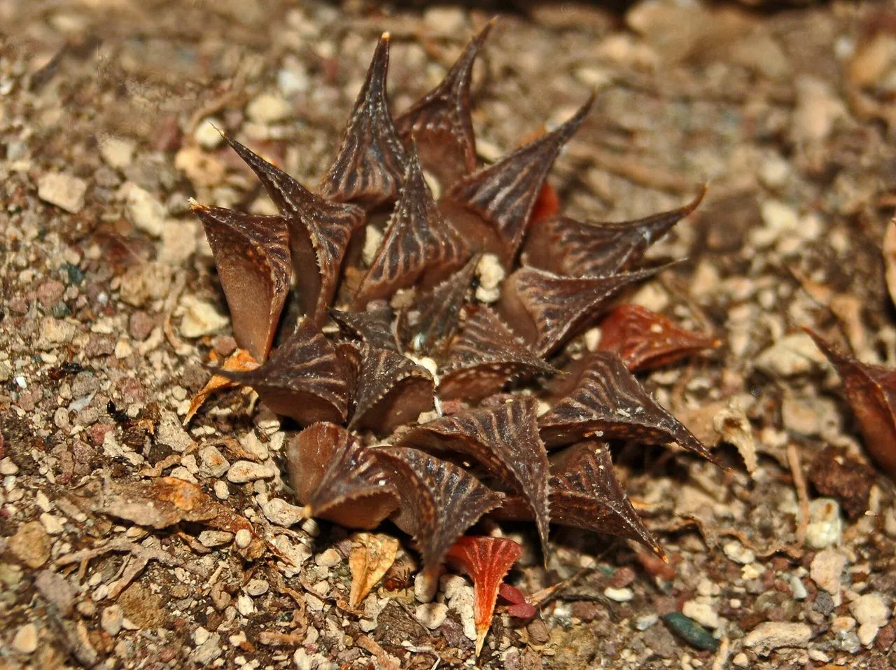 Haworthia mirabilis: The Recurved-Leaf Haworthia