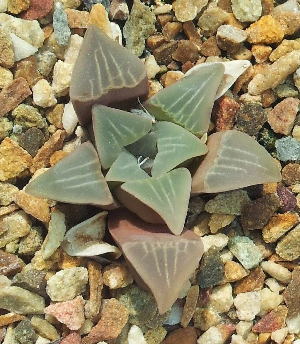 Haworthia mutica: The Broad-Window Haworthia