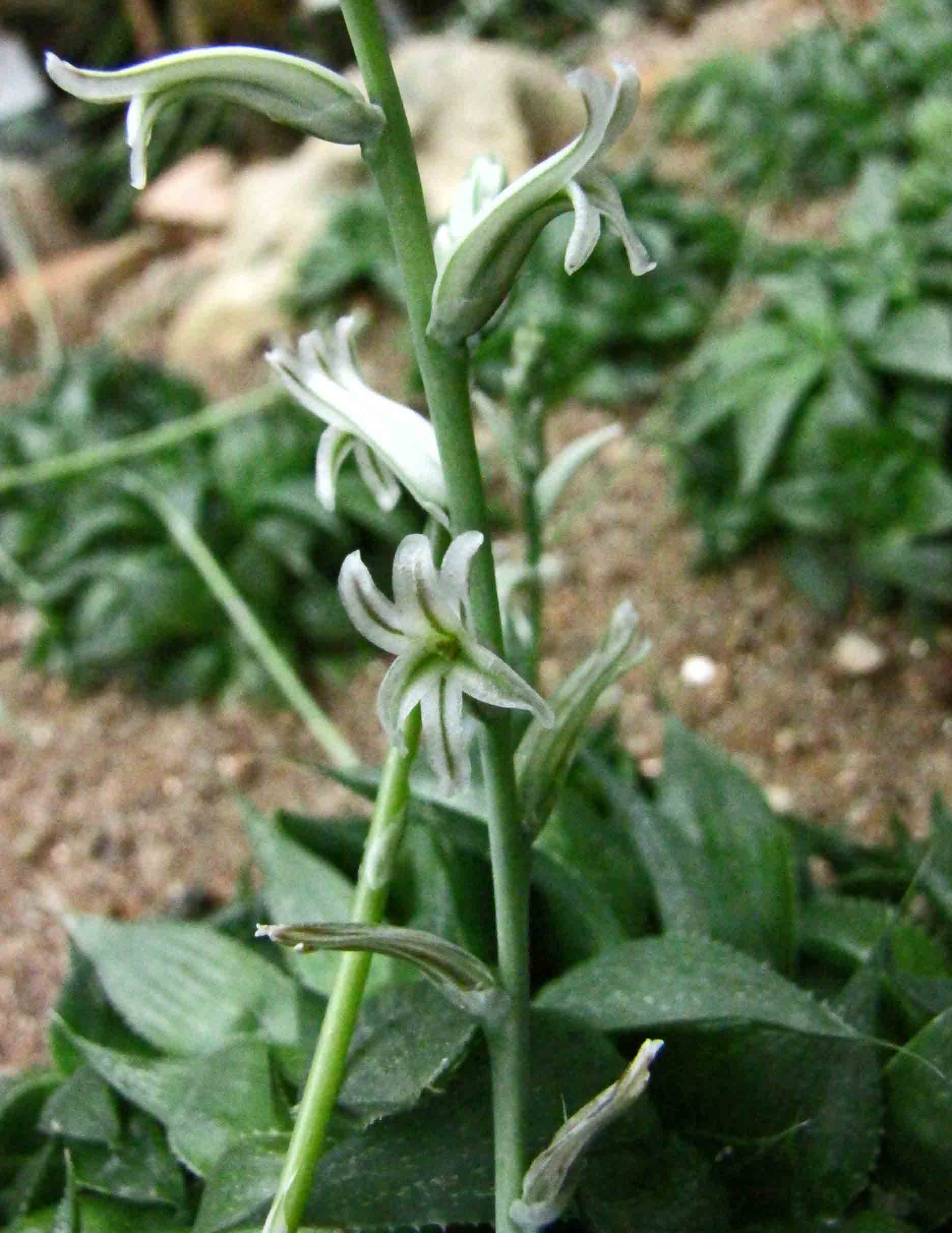 Haworthia Not Growing: Why It Stalls and When to Worry