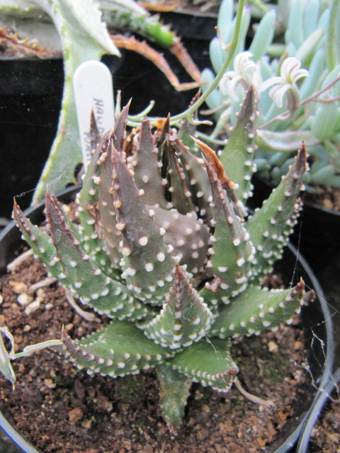 Haworthia Flowering: Bloom Cycles and What to Expect