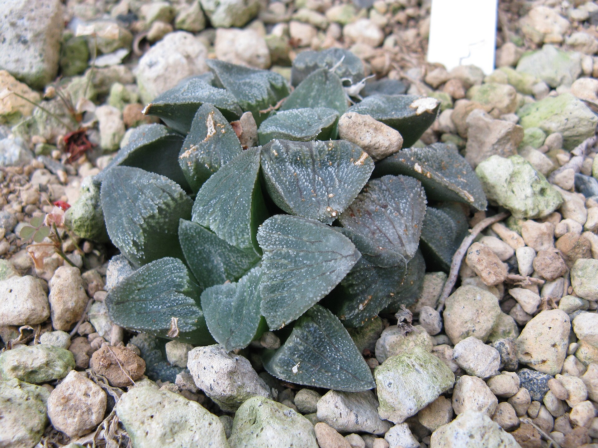 Haworthiopsis tessellata: The Mosaic Haworthia