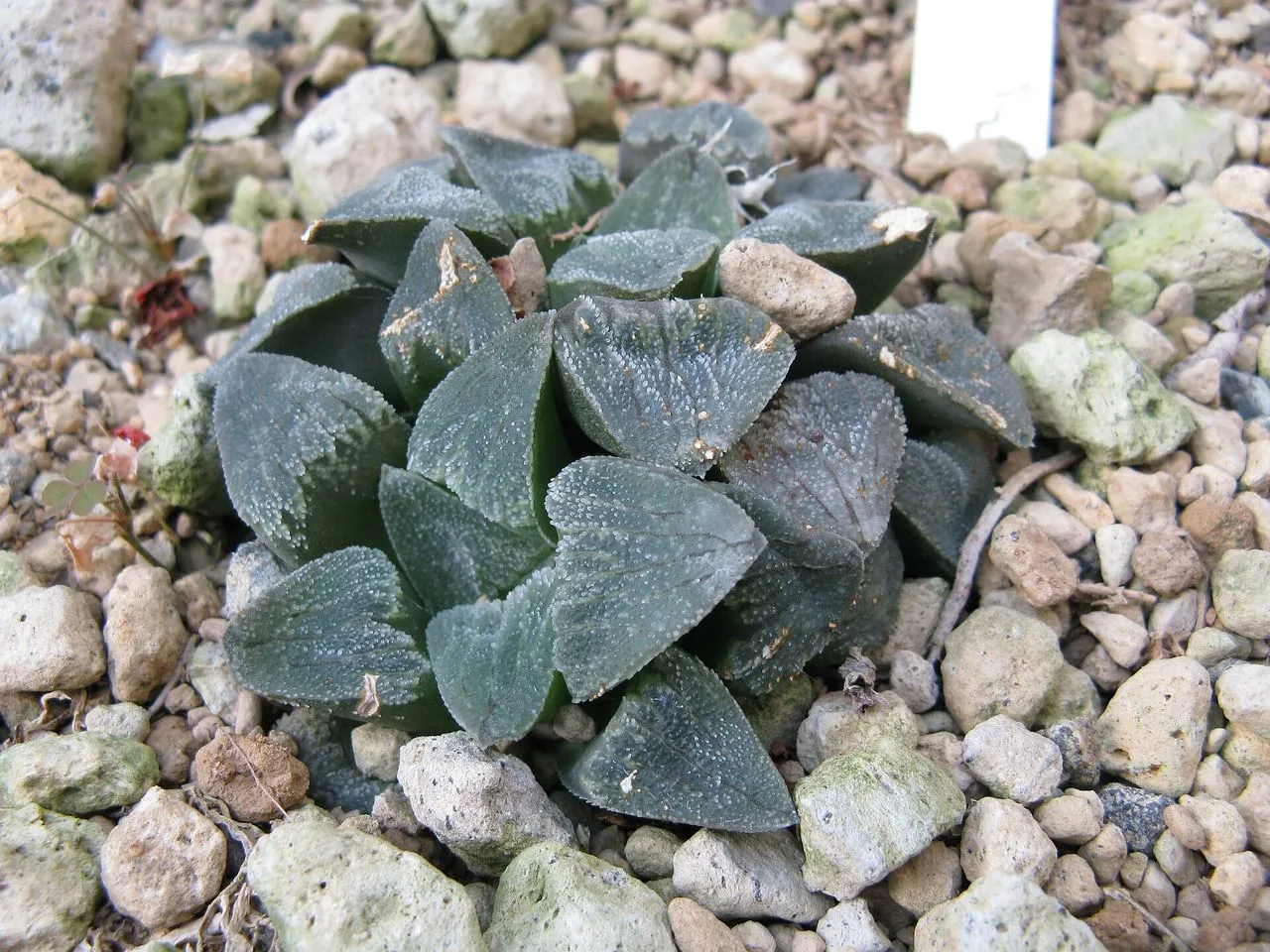 Haworthia pygmaea: The Pebble-Window Miniature