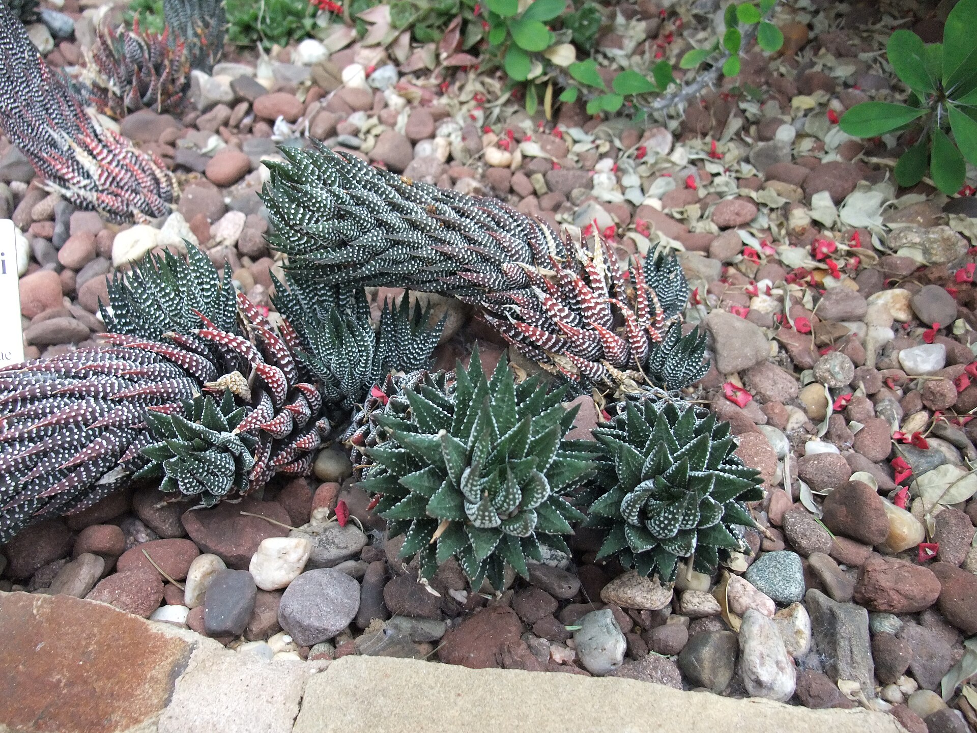 Haworthia mutica: The Broad-Window Haworthia