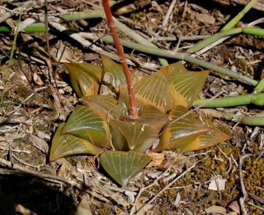 Haworthia Leaf Tips Dying Back: Causes and Prevention