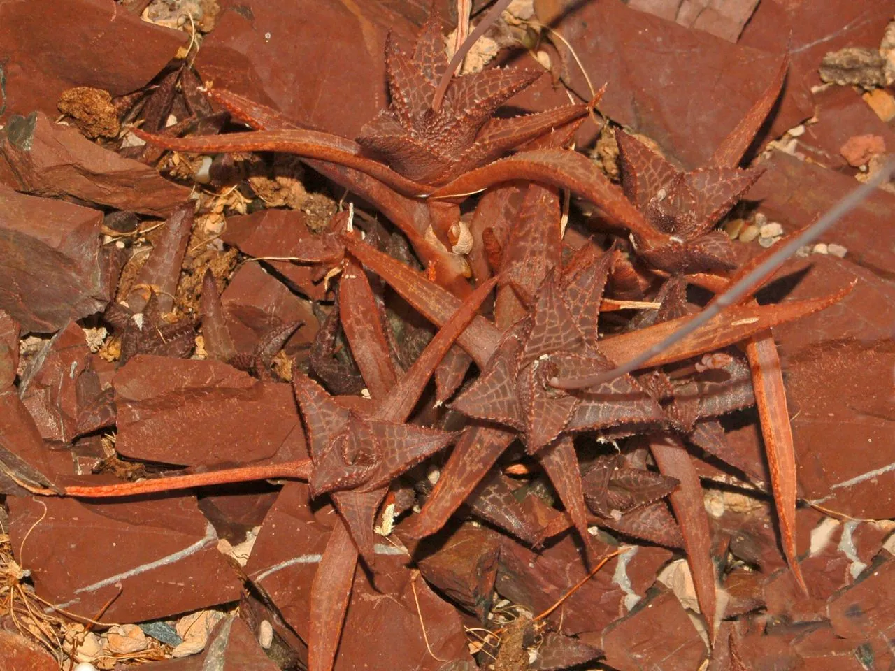 Haworthiopsis tessellata: The Mosaic Haworthia