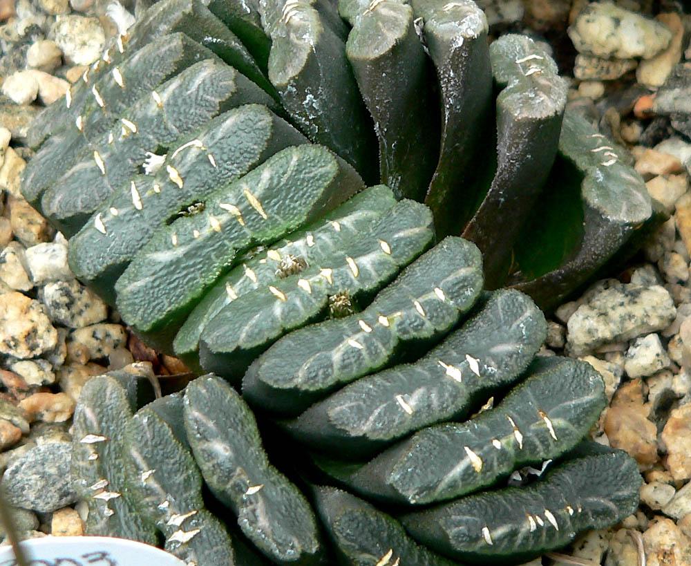 Haworthia Leaves Soft and Mushy: Rot Diagnosis and Recovery