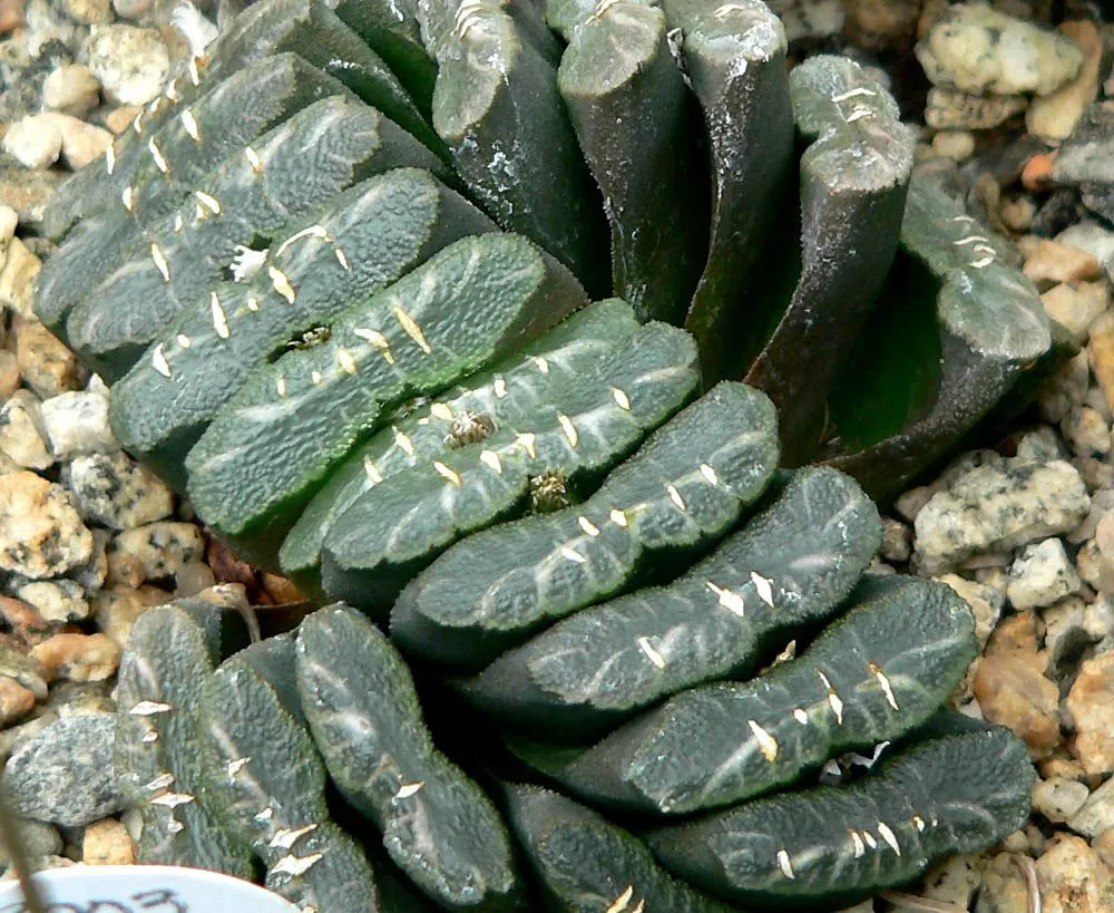 Haworthia Leaves Soft and Mushy: Rot Diagnosis and Recovery