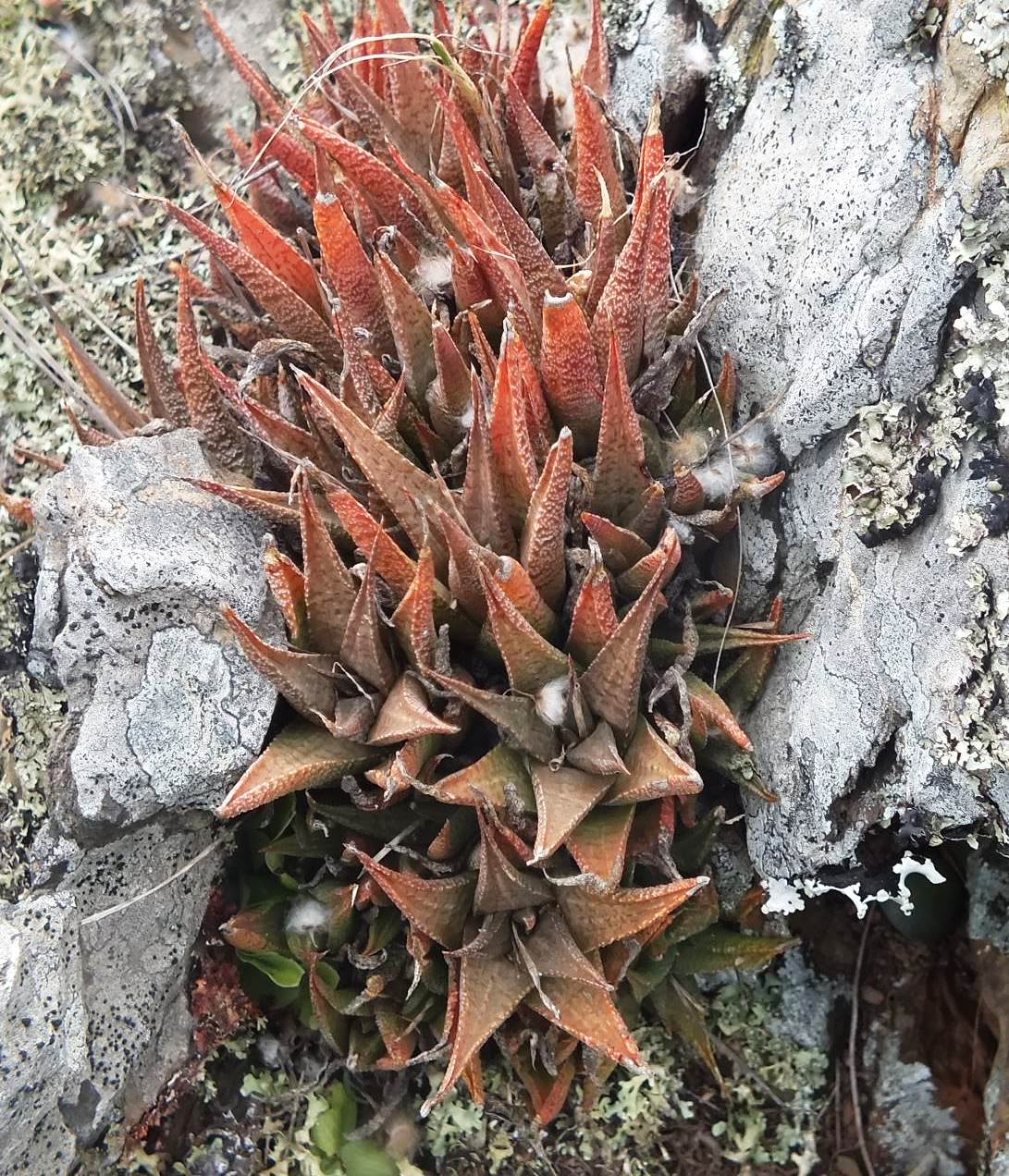 Haworthia bayeri: The Reticulated Window Haworthia