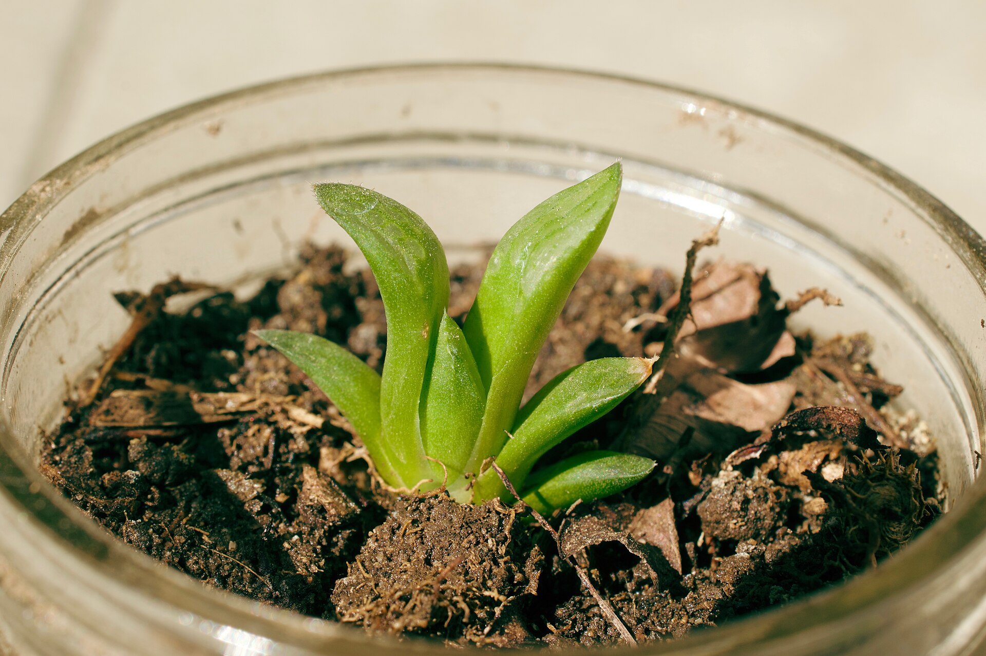 The Complete Haworthia Guide: Identification, Cultivation & Propagation