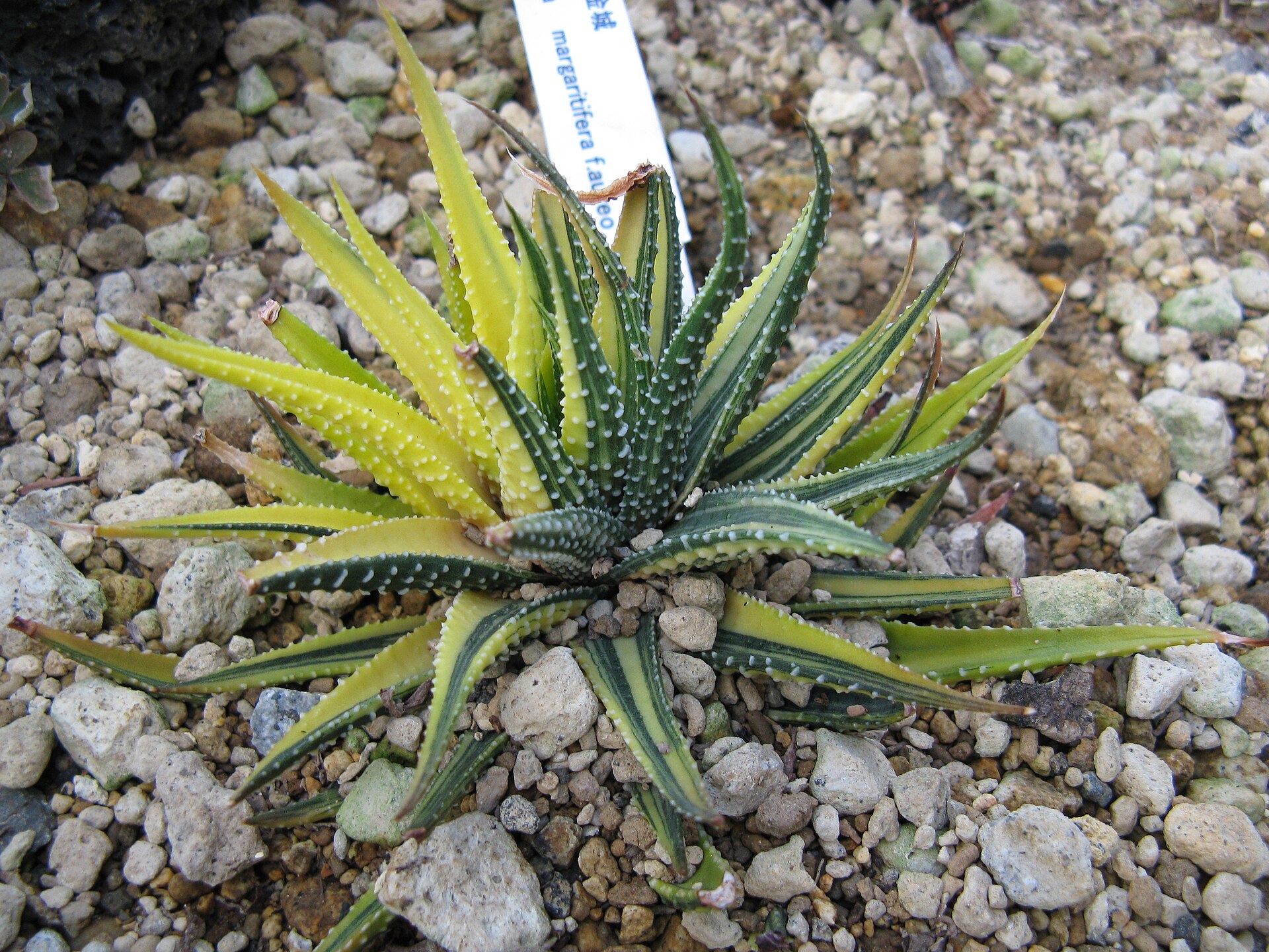 Variegated Haworthias: Care and Collecting