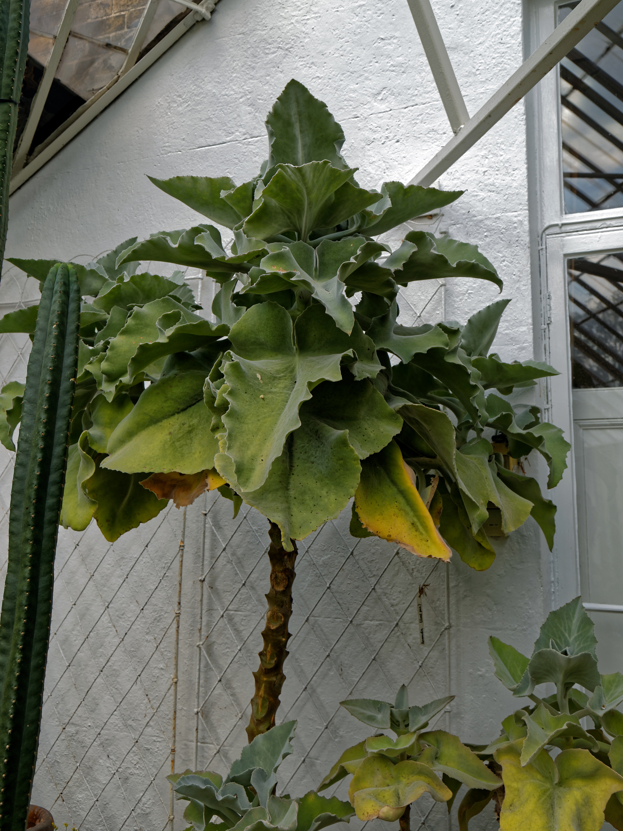 Kalanchoe beharensis (Felt Plant / Velvet Leaf): Profile & Care