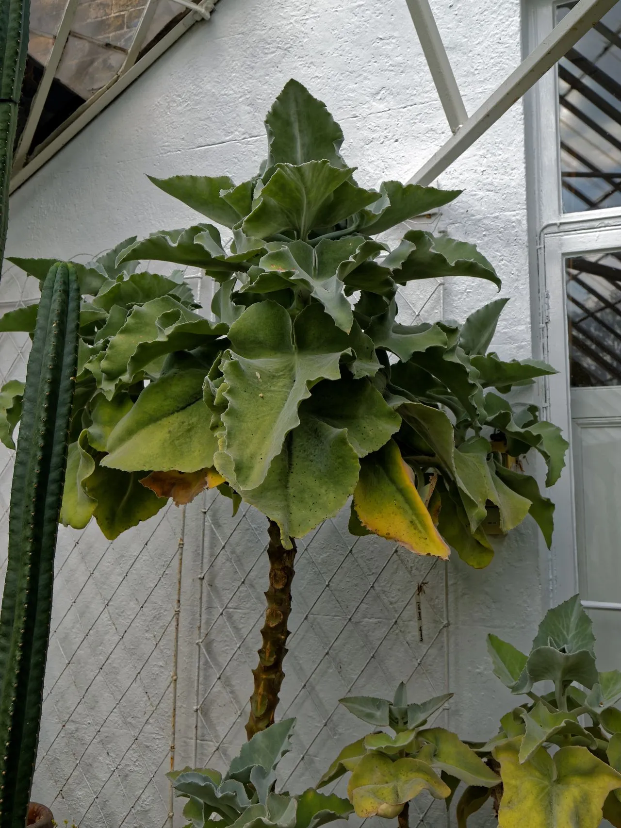 Kalanchoe beharensis (Felt Plant / Velvet Leaf): Profile & Care