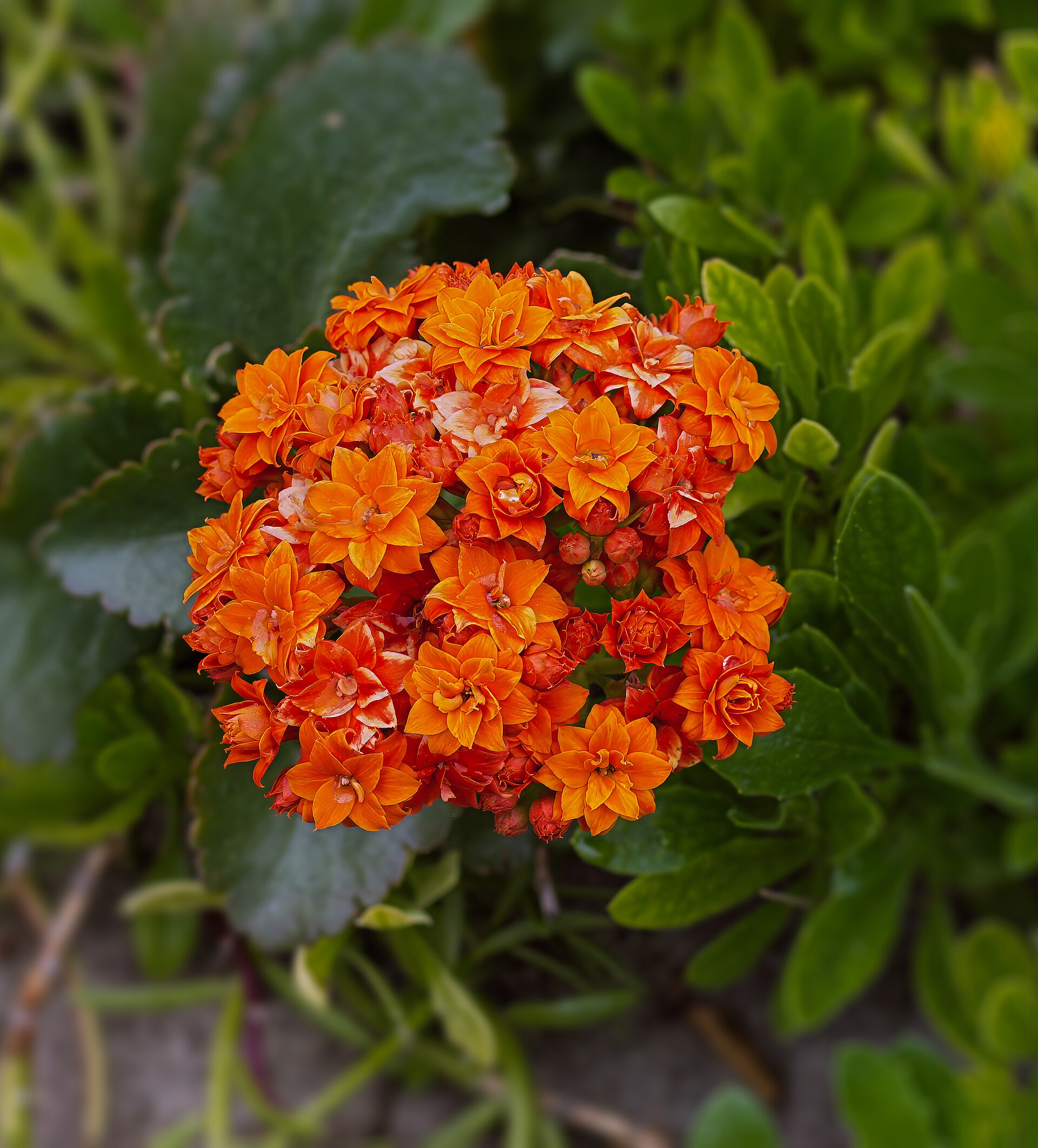 The Complete Kalanchoe Guide: Identification, Cultivation & Propagation
