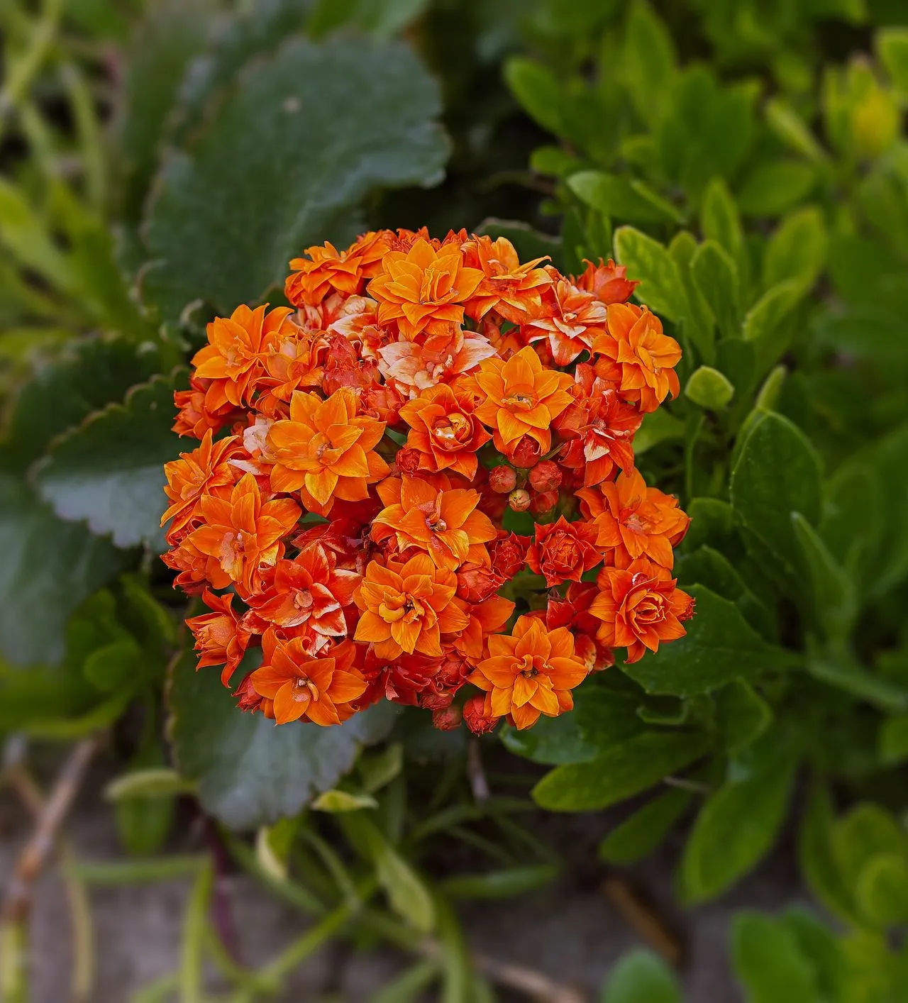 Kalanchoe blossfeldiana: The Flaming Katy and How to Rebloom It