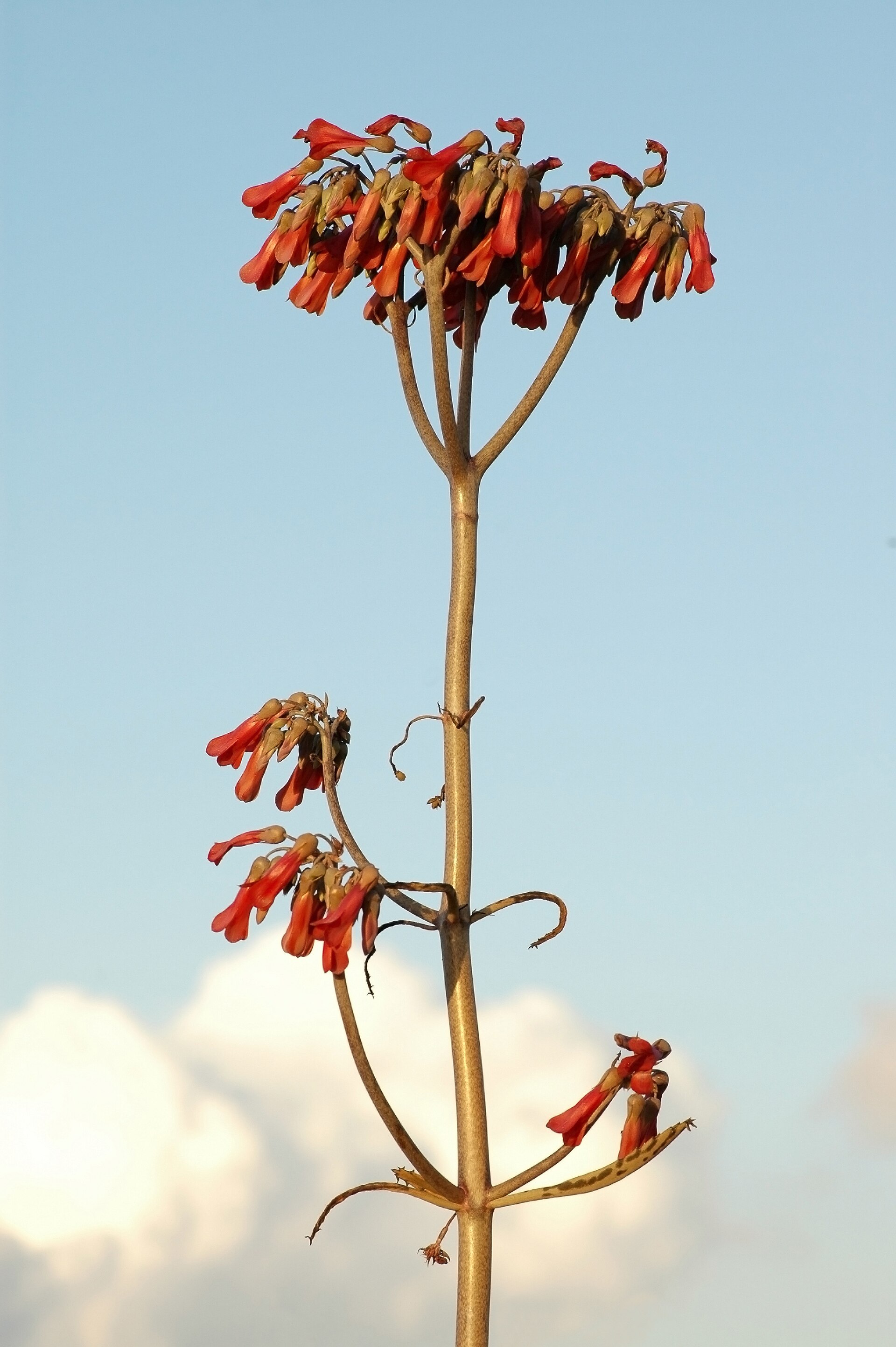 Kalanchoe blossfeldiana: The Flaming Katy and How to Rebloom It