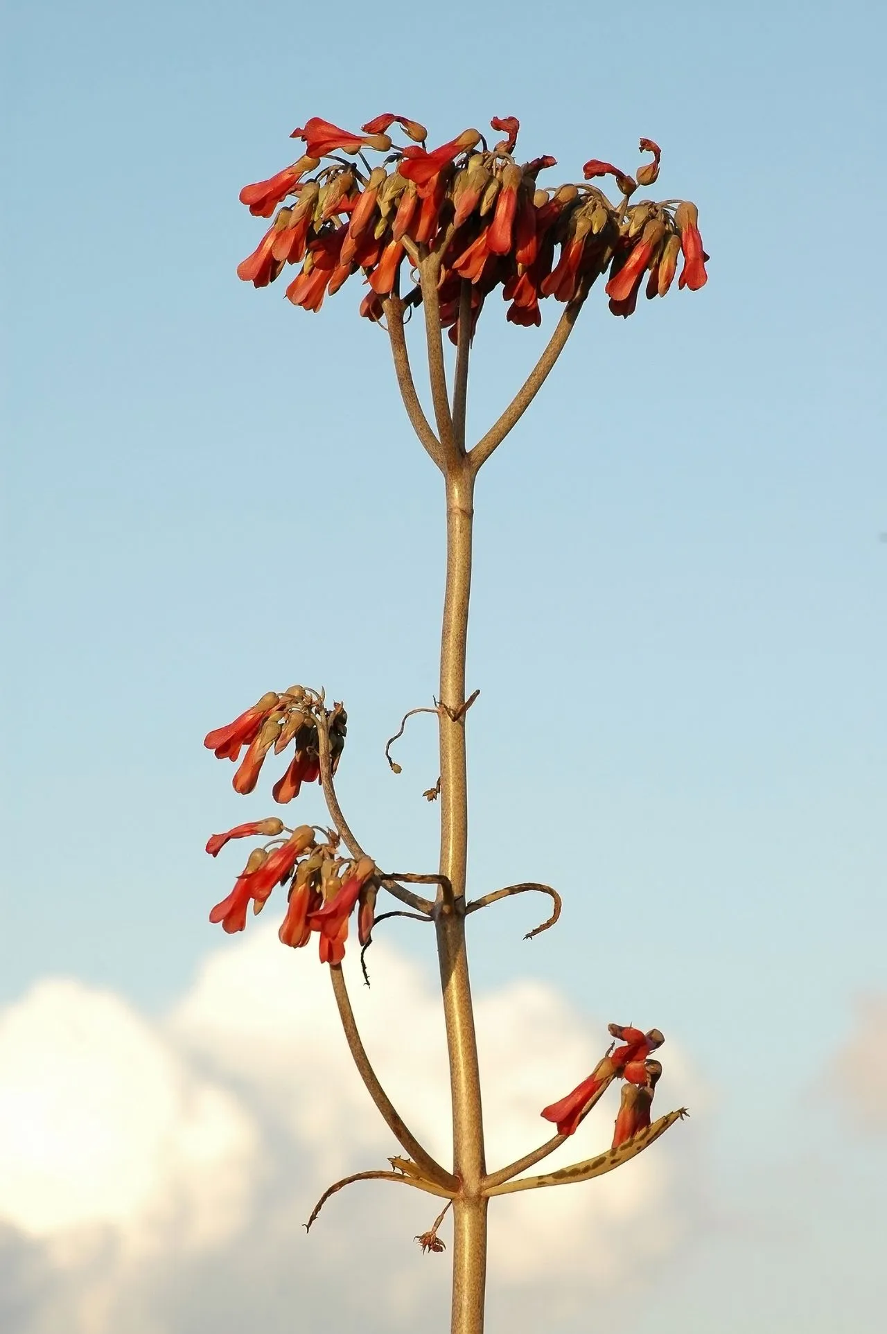 Kalanchoe daigremontiana: Mother of Thousands