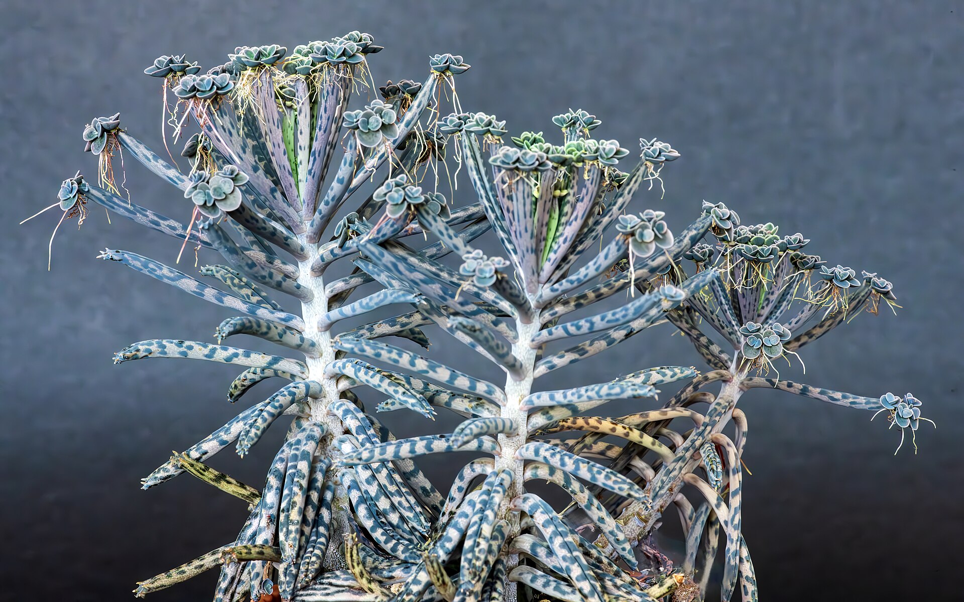 Kalanchoe luciae: The Red-Edged Paddle Plant