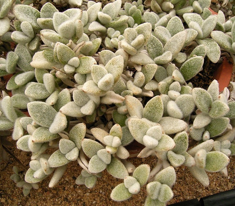 Kalanchoe Leaves Drooping: Overwatering vs Underwatering