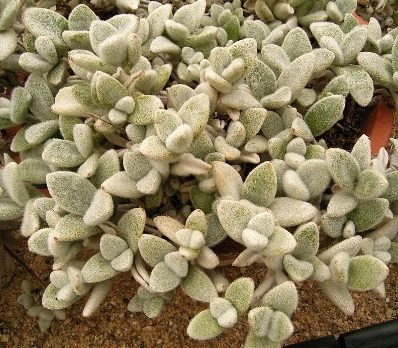 Kalanchoe Leaves Drooping: Overwatering vs Underwatering