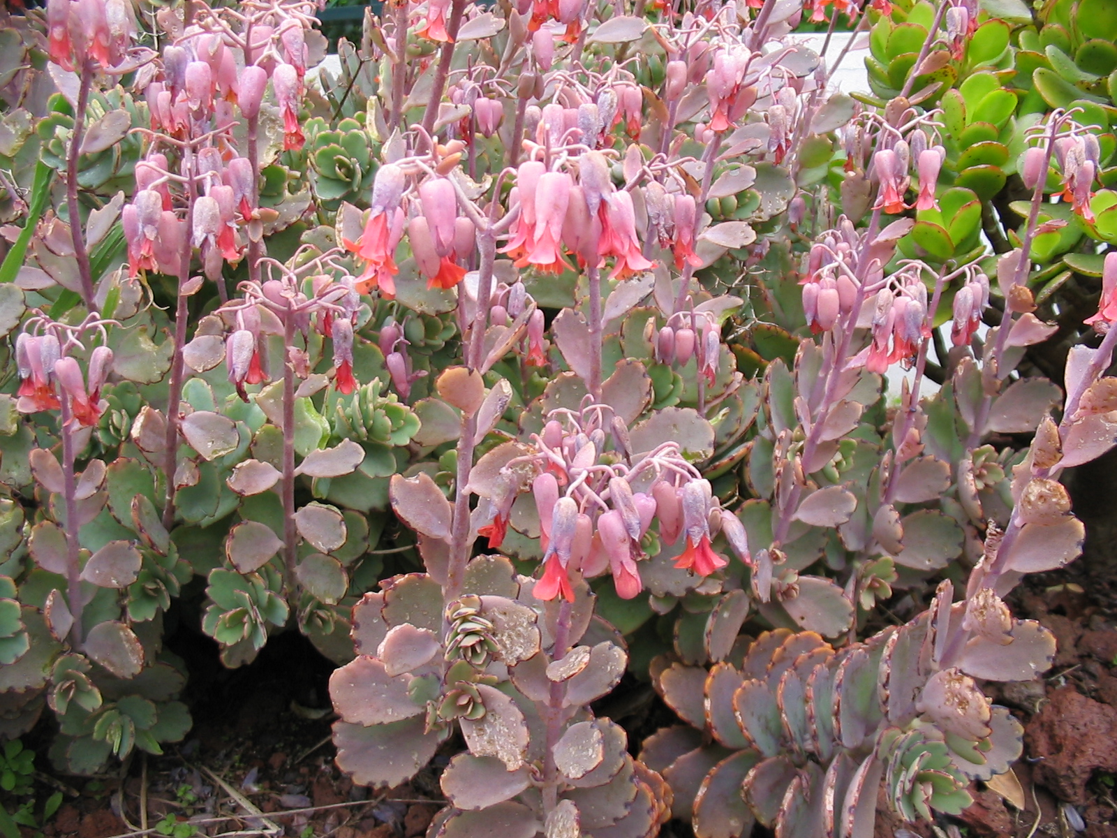Kalanchoe Leaves With Black Spots: Fungal, Frost, or Bruising?