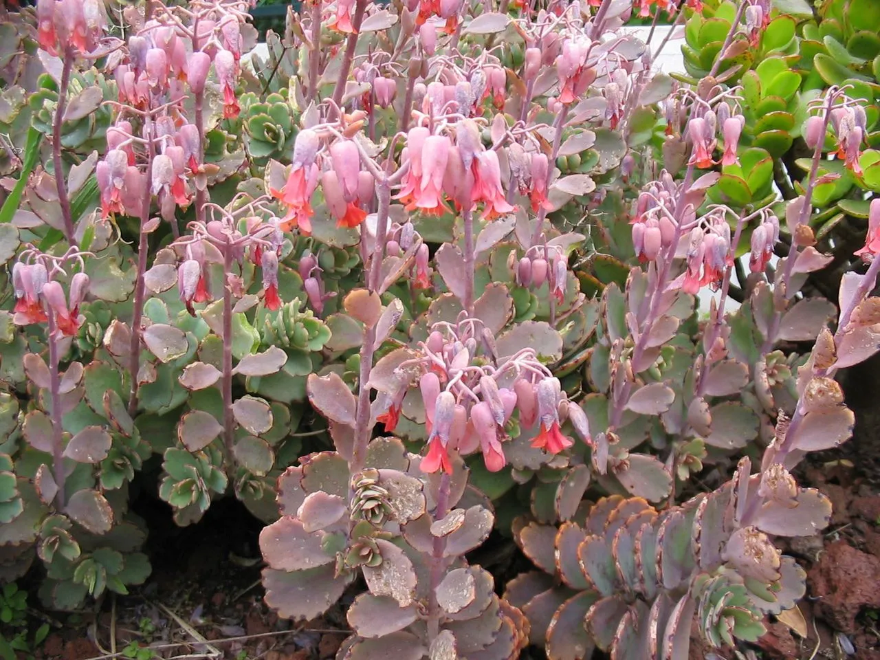 Kalanchoe Leaves With Black Spots: Fungal, Frost, or Bruising?