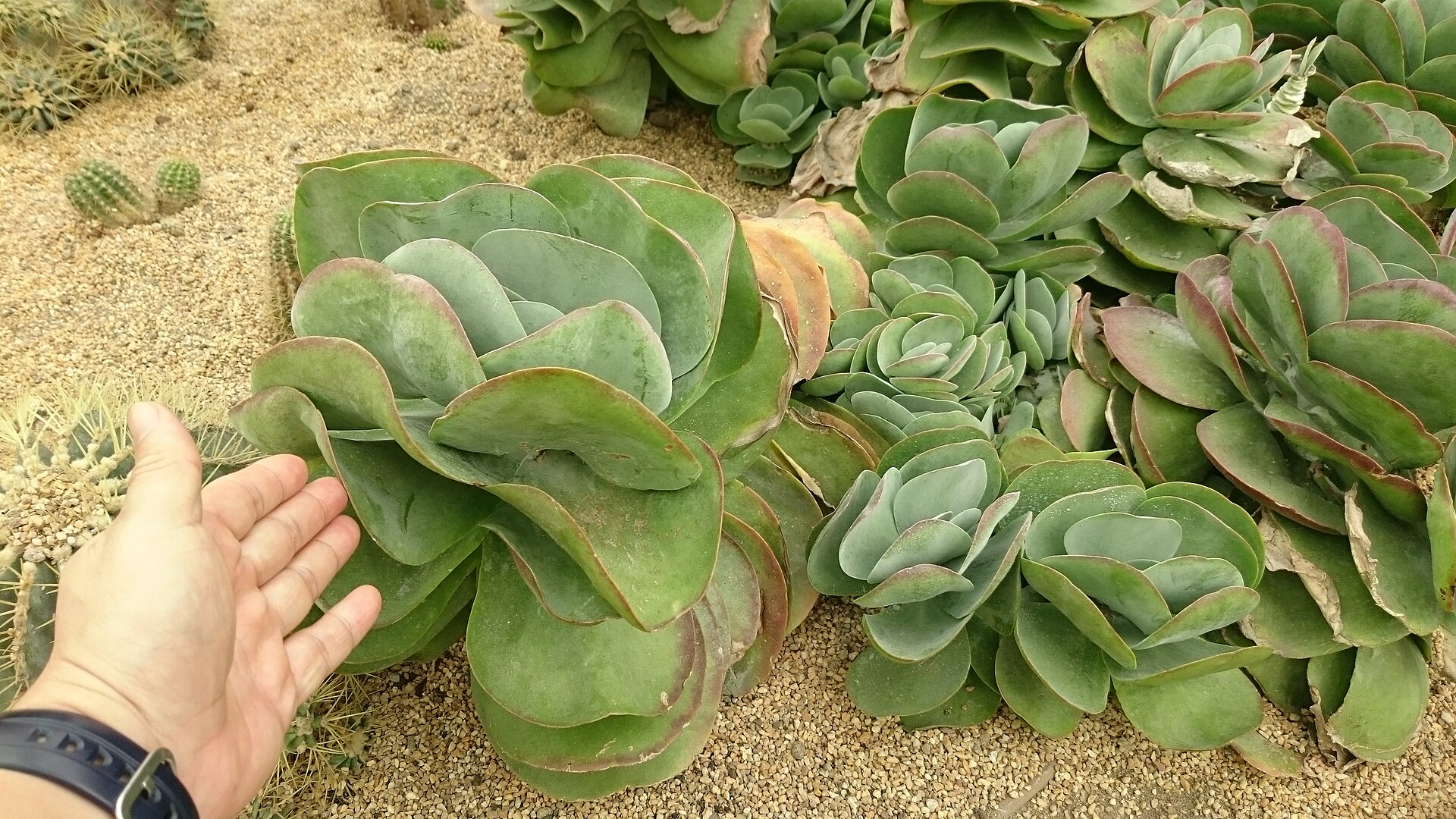 Kalanchoe daigremontiana: Mother of Thousands