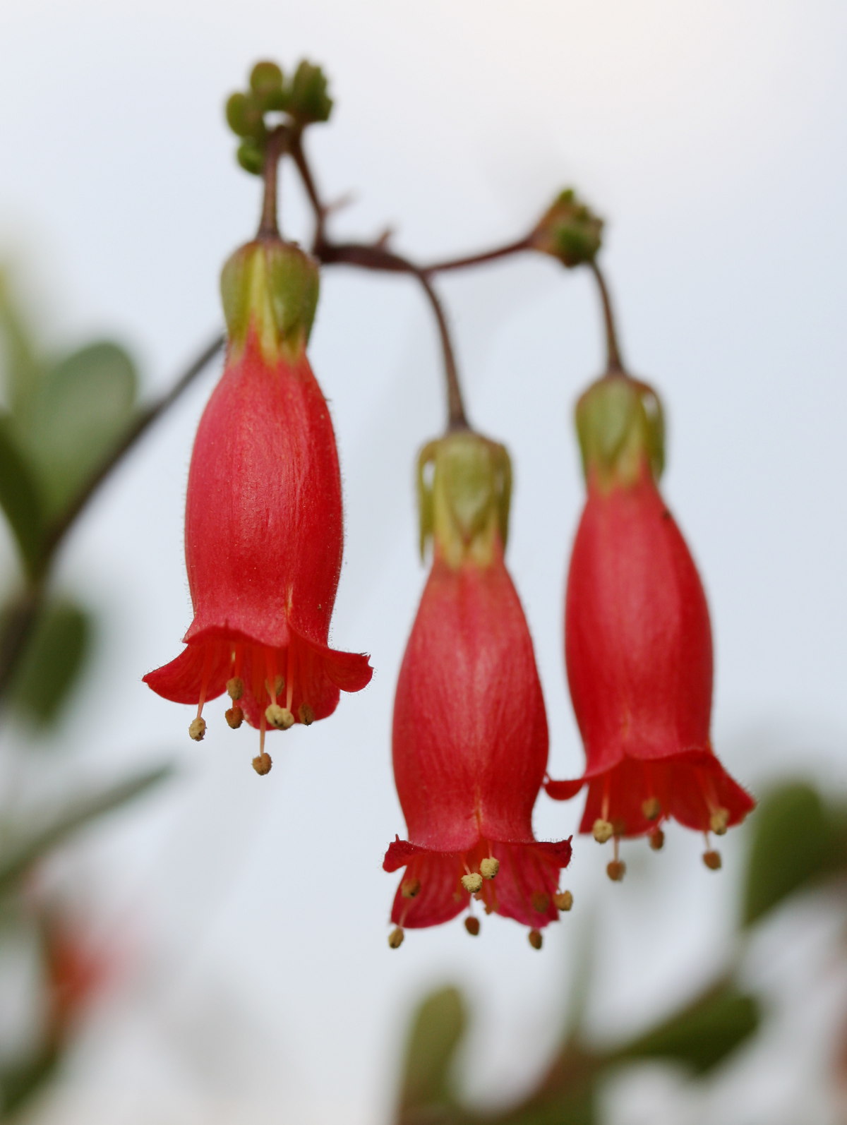 Kalanchoe manginii (Chandelier Plant): Profile & Care