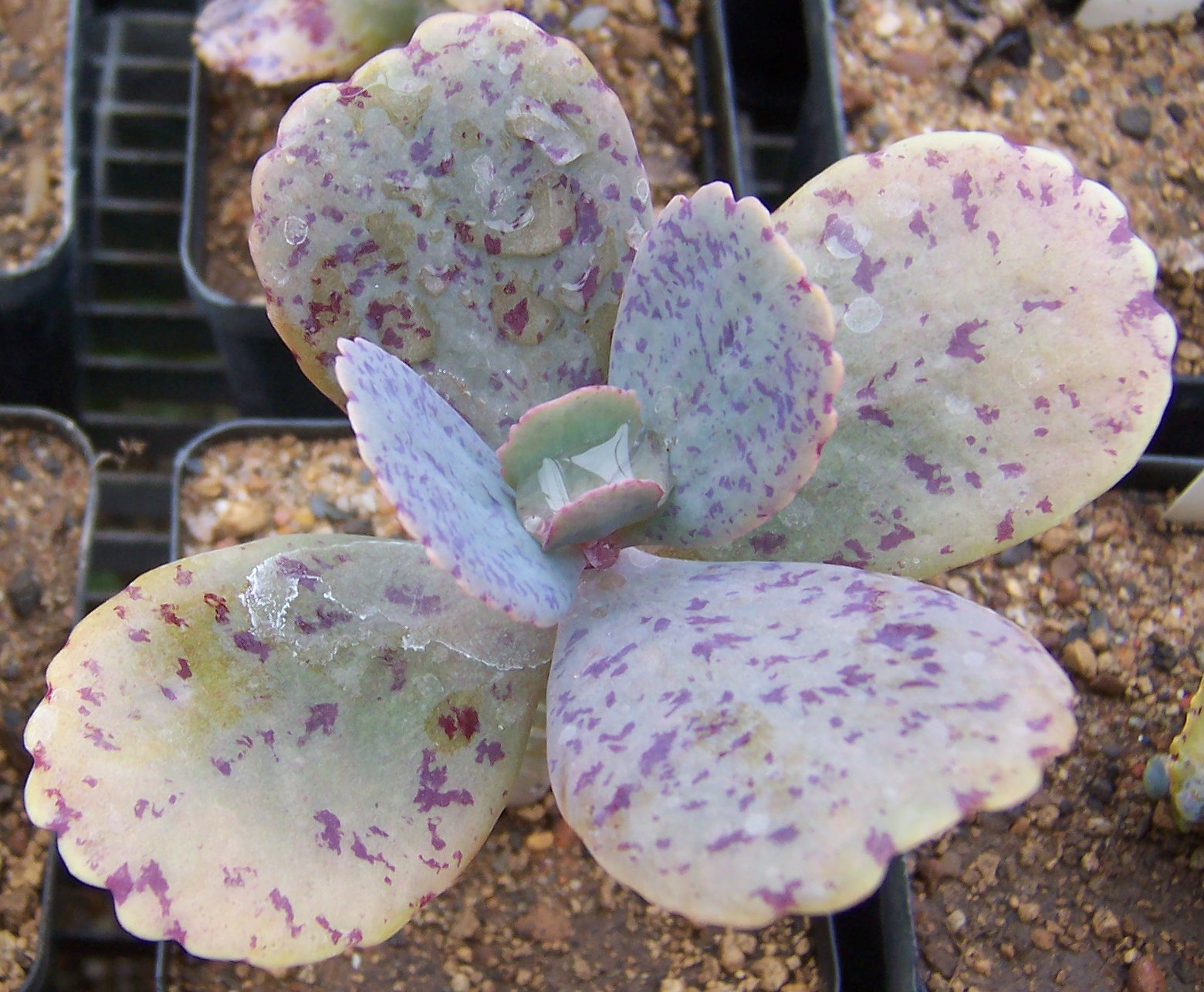 Kalanchoe marmorata (Penwiper Plant): Profile & Care