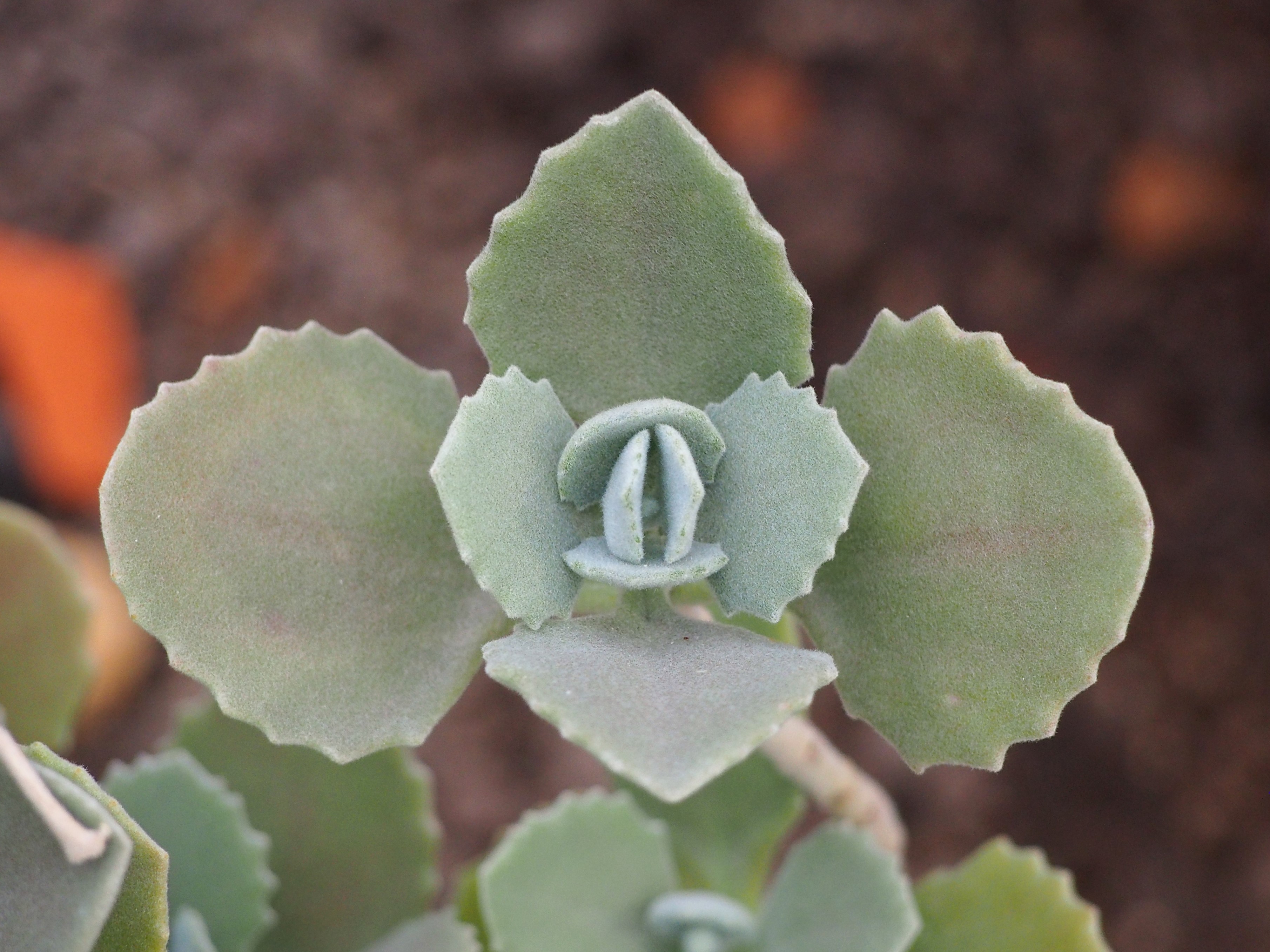Kalanchoe Leggy After Flowering: Pruning and Recovery