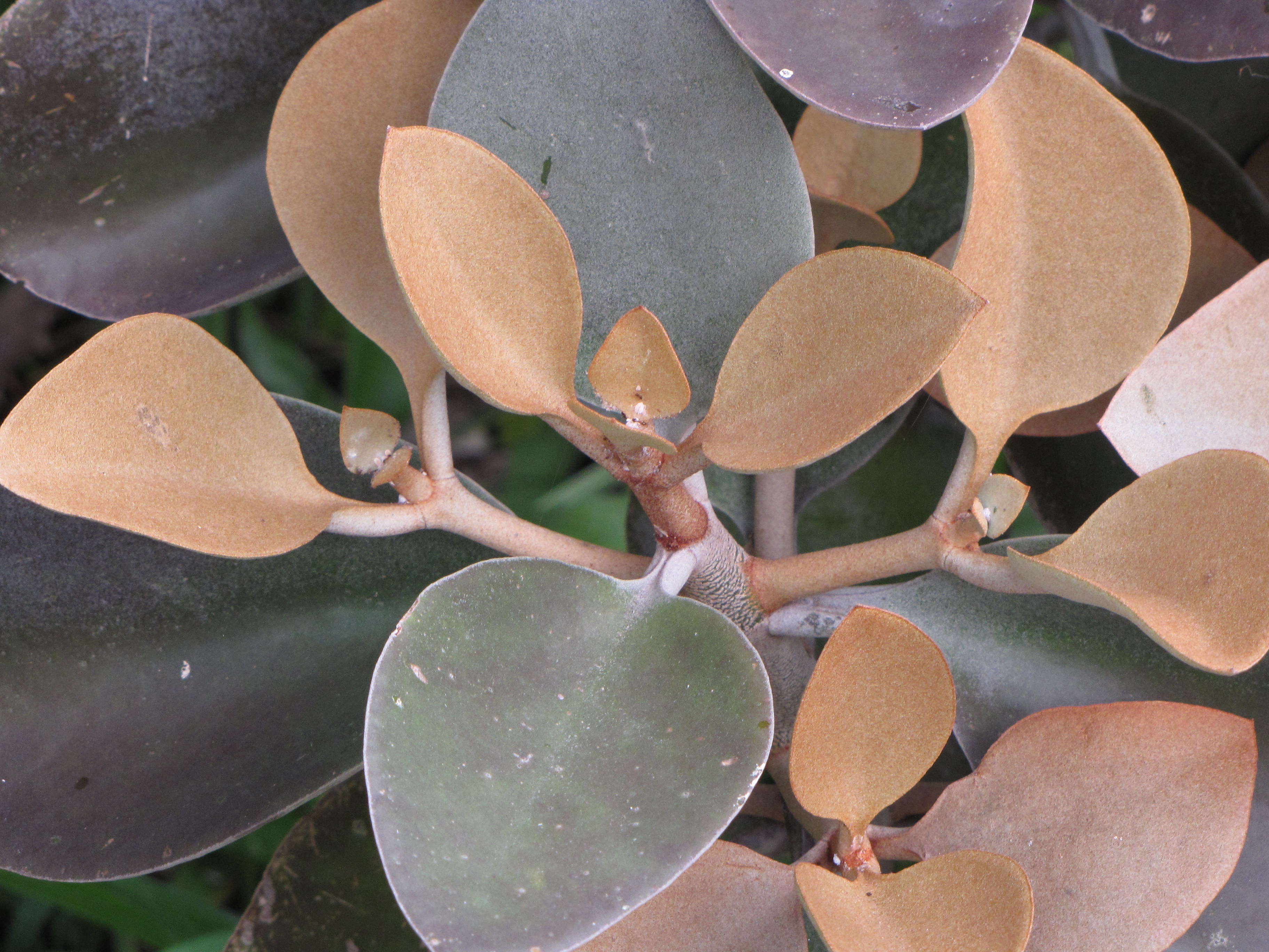 Kalanchoe Root Rot: Signs, Rescue, and Prevention