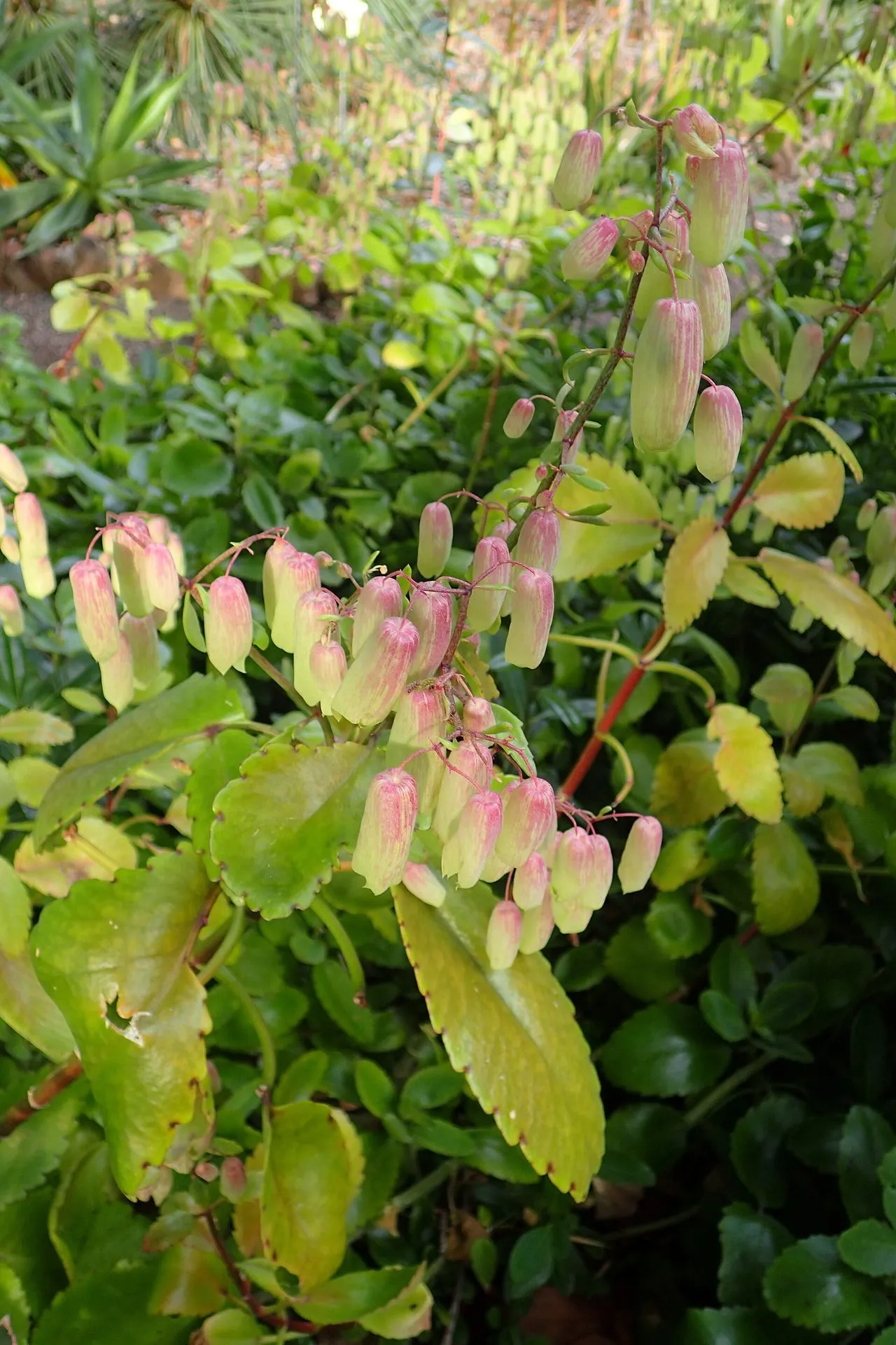 Kalanchoe Not Blooming: How to Get It to Flower Again