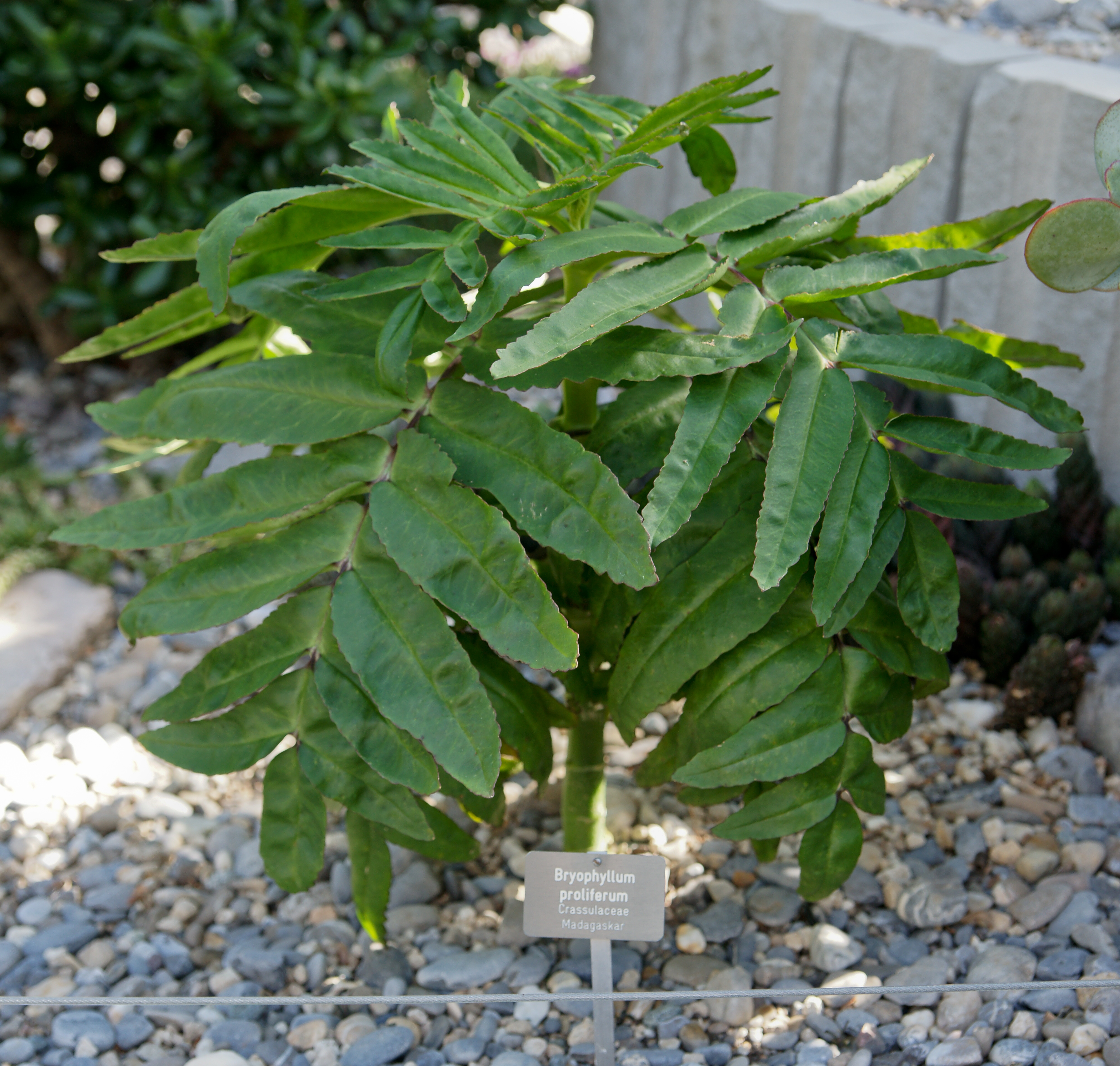 Kalanchoe Mealybugs: Identification, Treatment, and Prevention