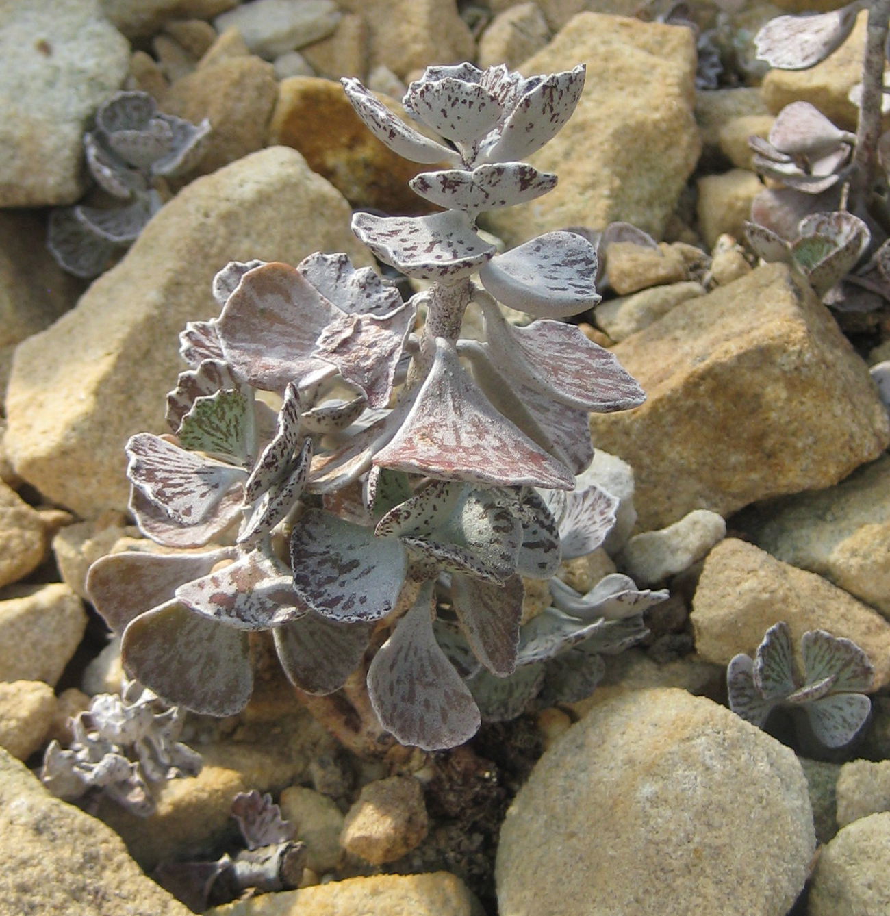 Kalanchoe Leaves Turning Yellow: Causes and Recovery
