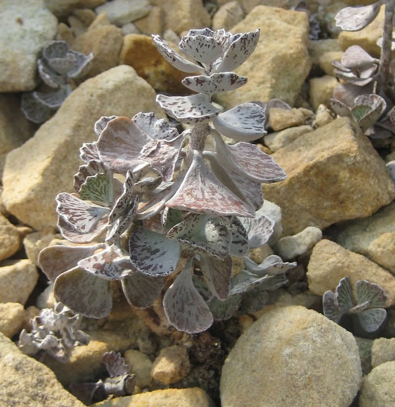 Kalanchoe Leaves Turning Yellow: Causes and Recovery