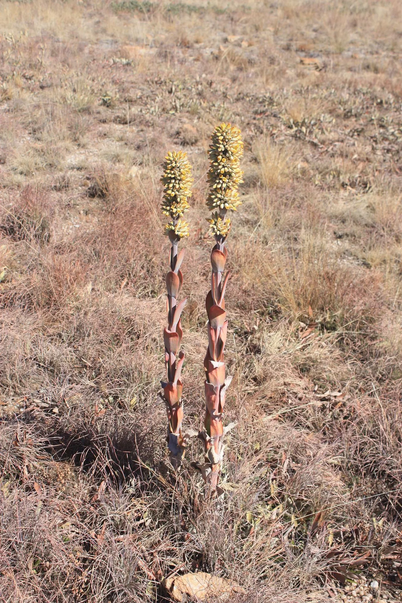 Kalanchoe thyrsiflora: The True Paddle Plant