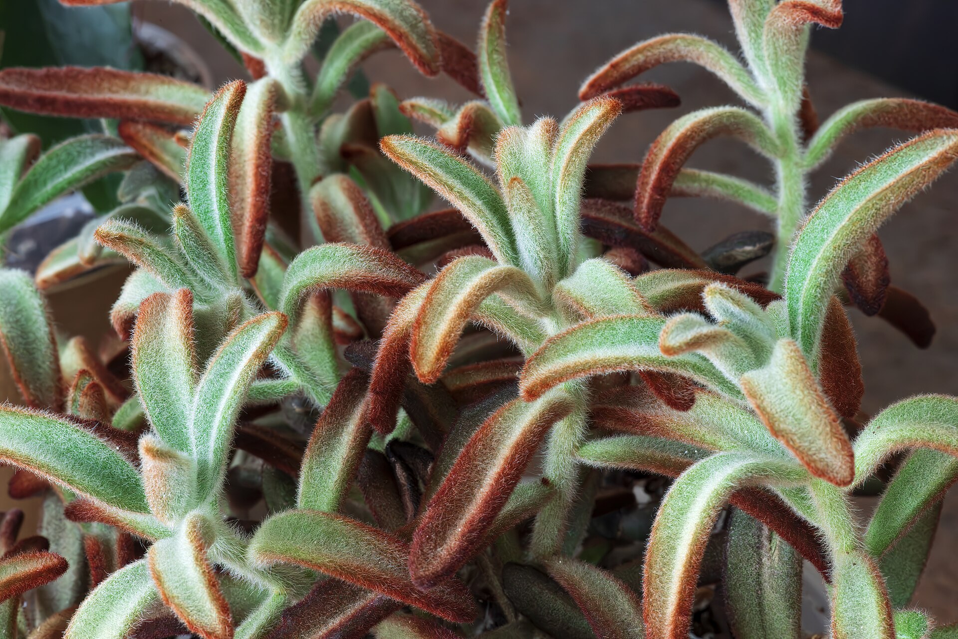 Kalanchoe thyrsiflora: The True Paddle Plant