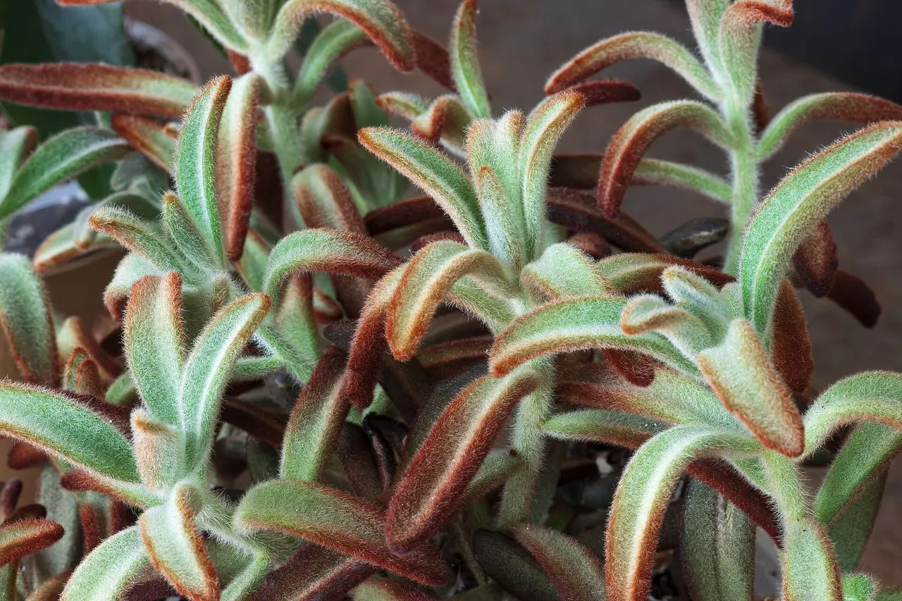 Kalanchoe tomentosa: The Panda Plant
