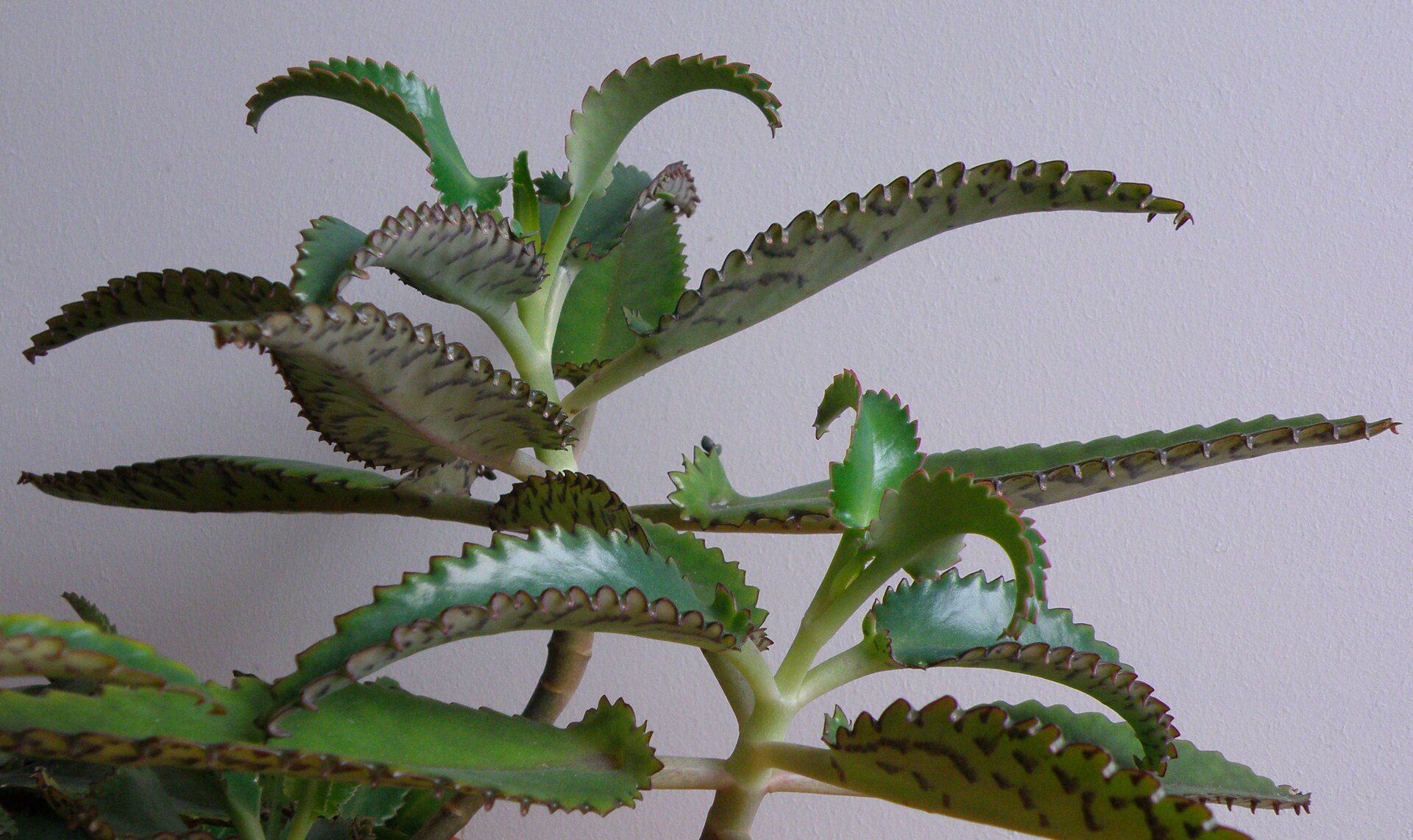 The Complete Kalanchoe Guide: Identification, Cultivation & Propagation