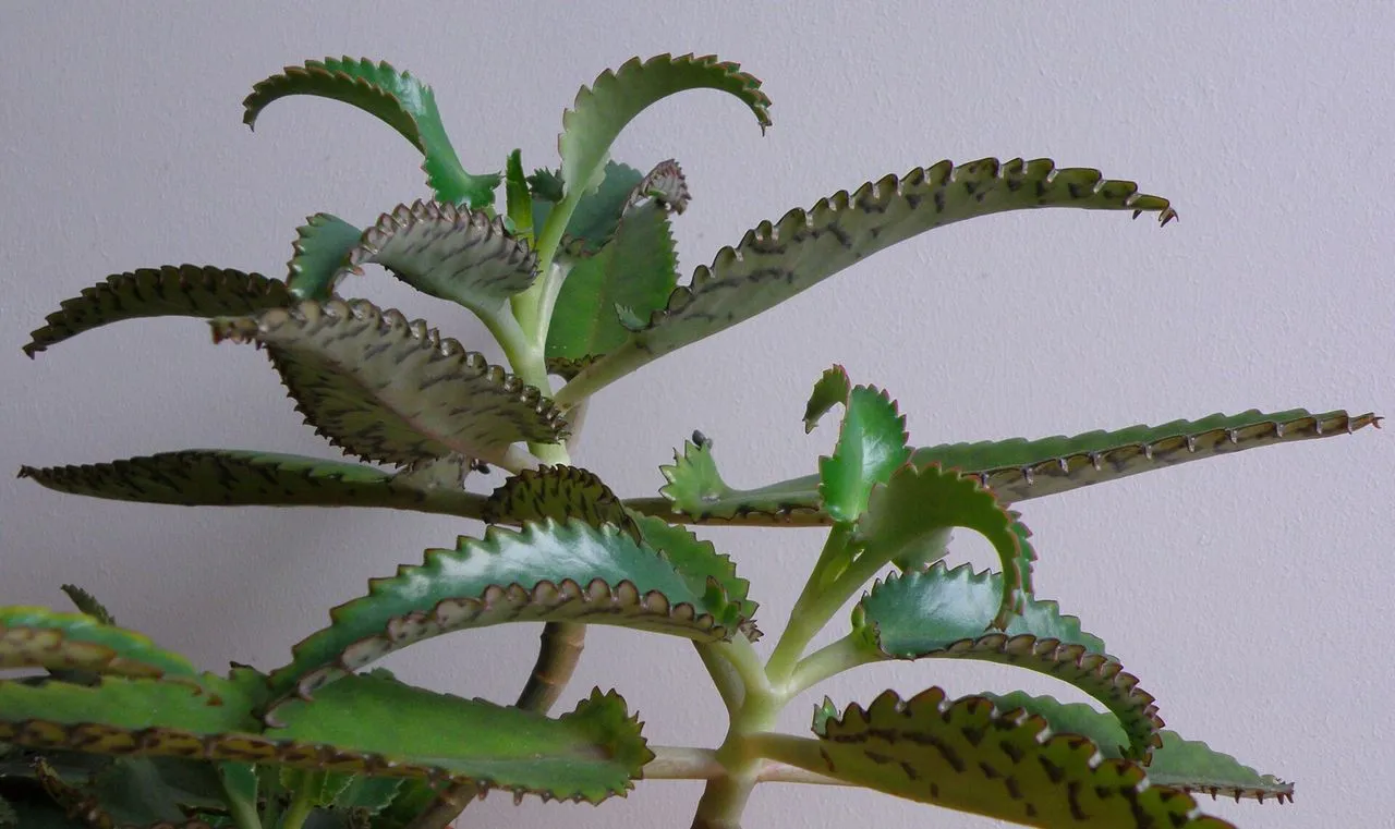 The Complete Kalanchoe Guide: Identification, Cultivation & Propagation