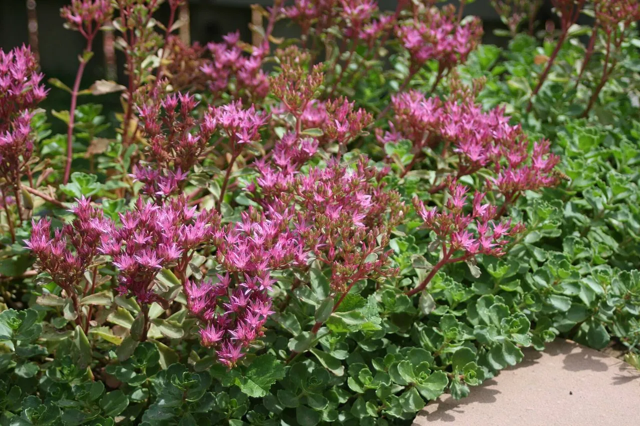 Sedum Leggy and Stretched: Causes and How to Fix Them